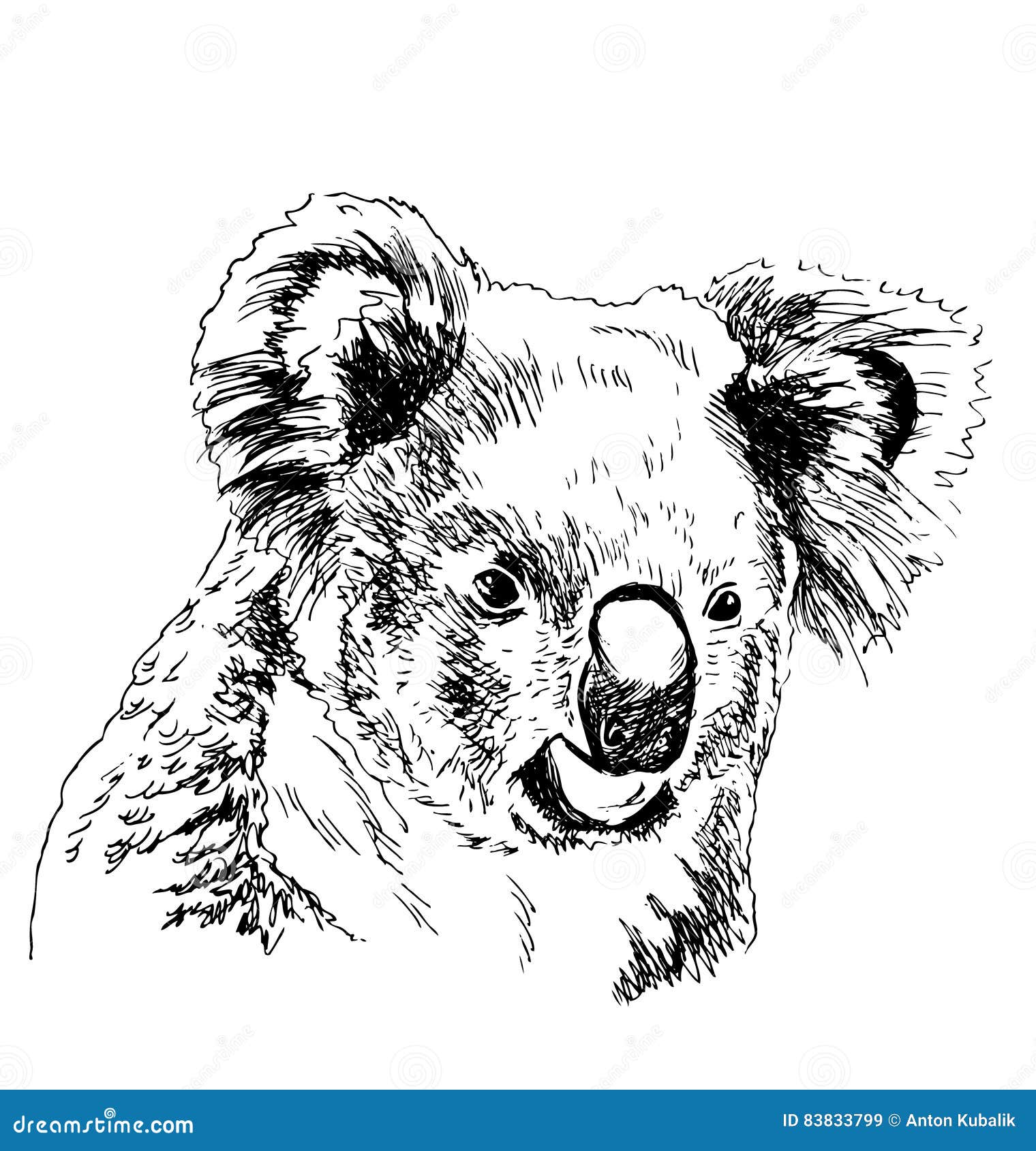 Hand sketch head koala stock vector. Illustration of bear 83833799