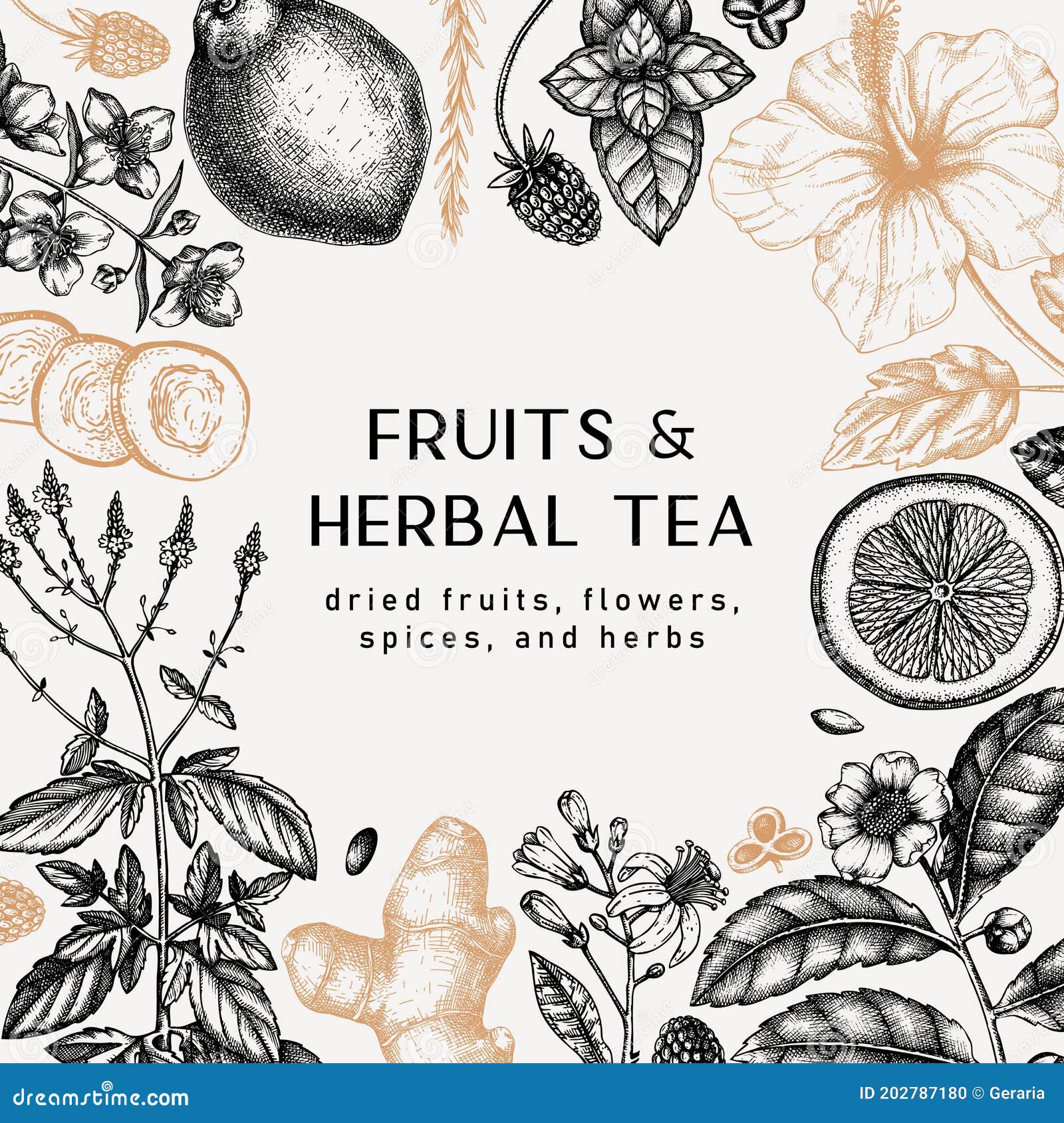 hand sketched herbal tea ingredients frame. vintage herbs, leaves, flowers, fruits hand drawings . perfect for recipe, menu