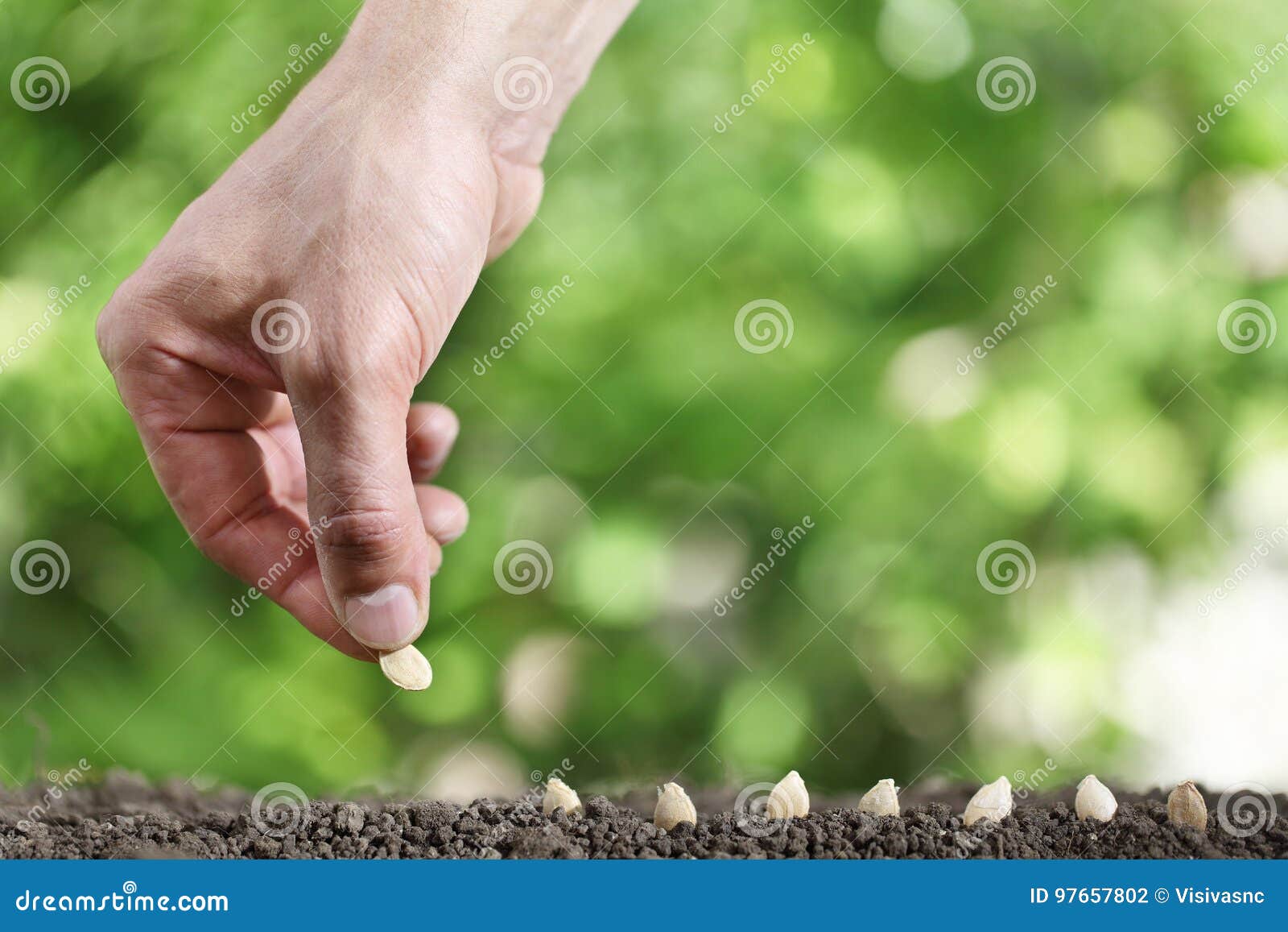 hand sowing seeds in vegetable garden soil, close up on gree