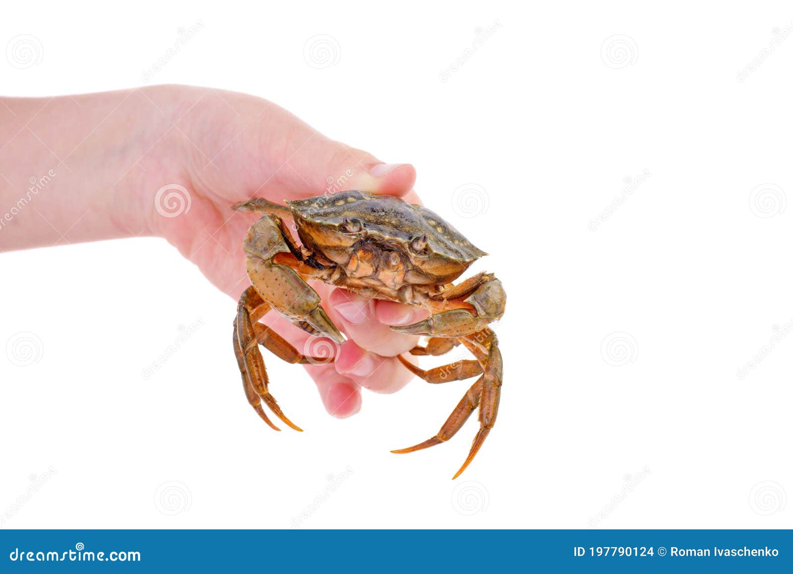Hand take live crab stock photo. Image of pincer, isolated 197790124