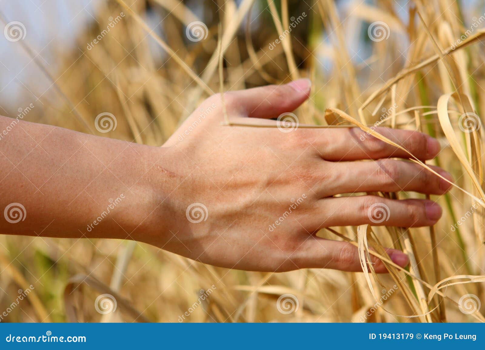 Hand touching grass hi-res stock photography and images - Alamy