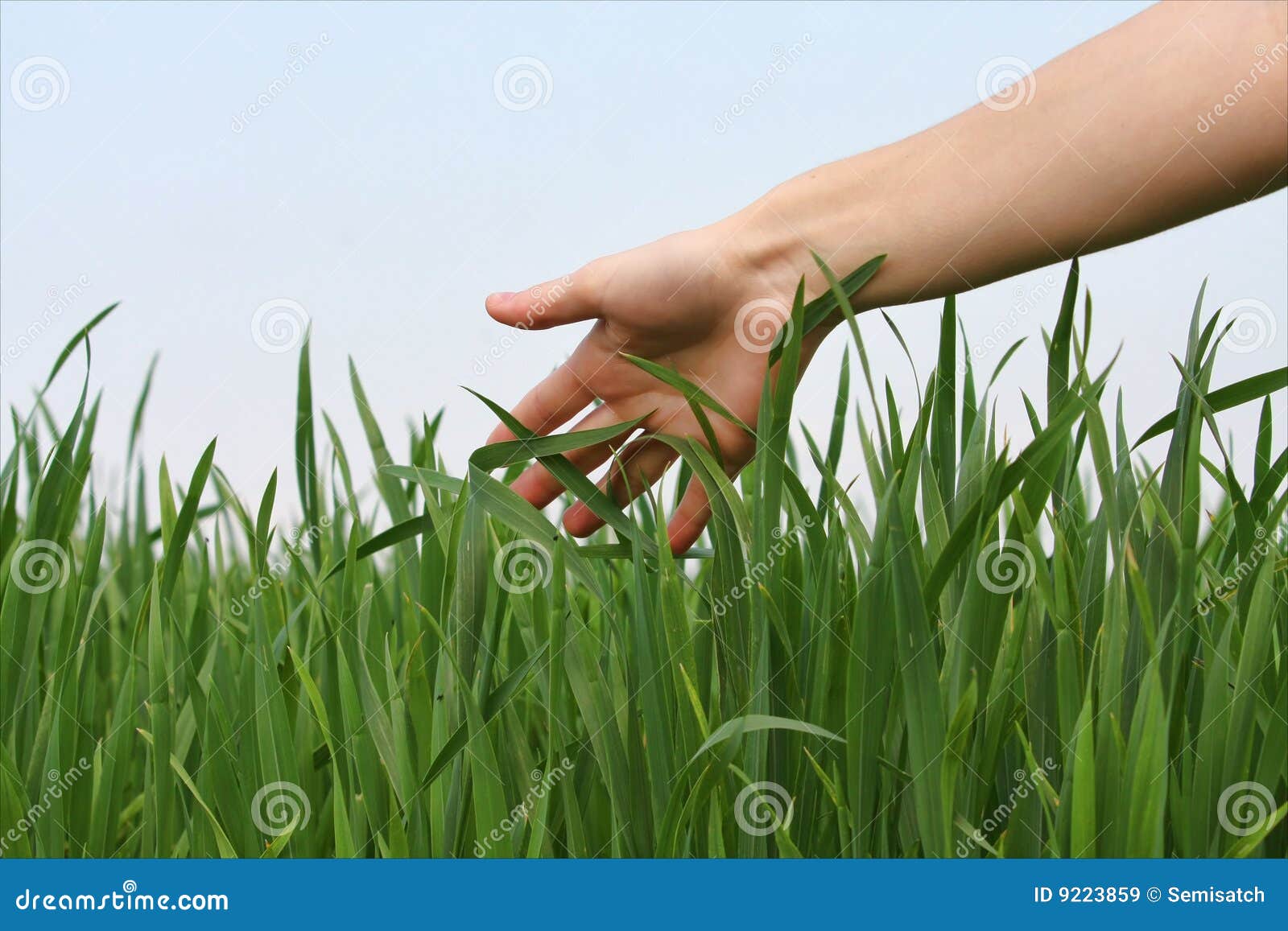 female hand, touch, grass Stock Photo