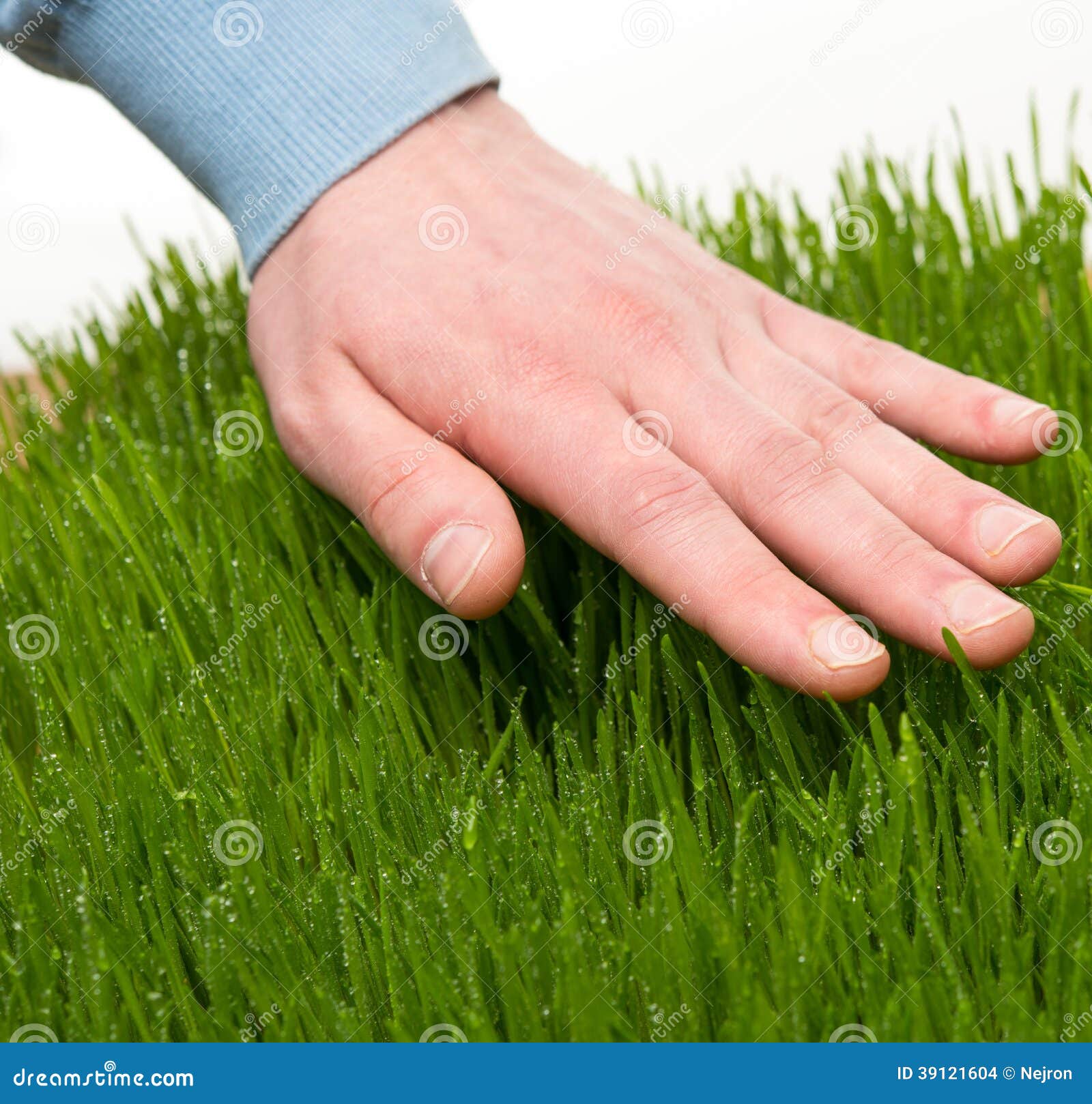 Hand touching grass stock photo. Image of stem, growing - 39121604