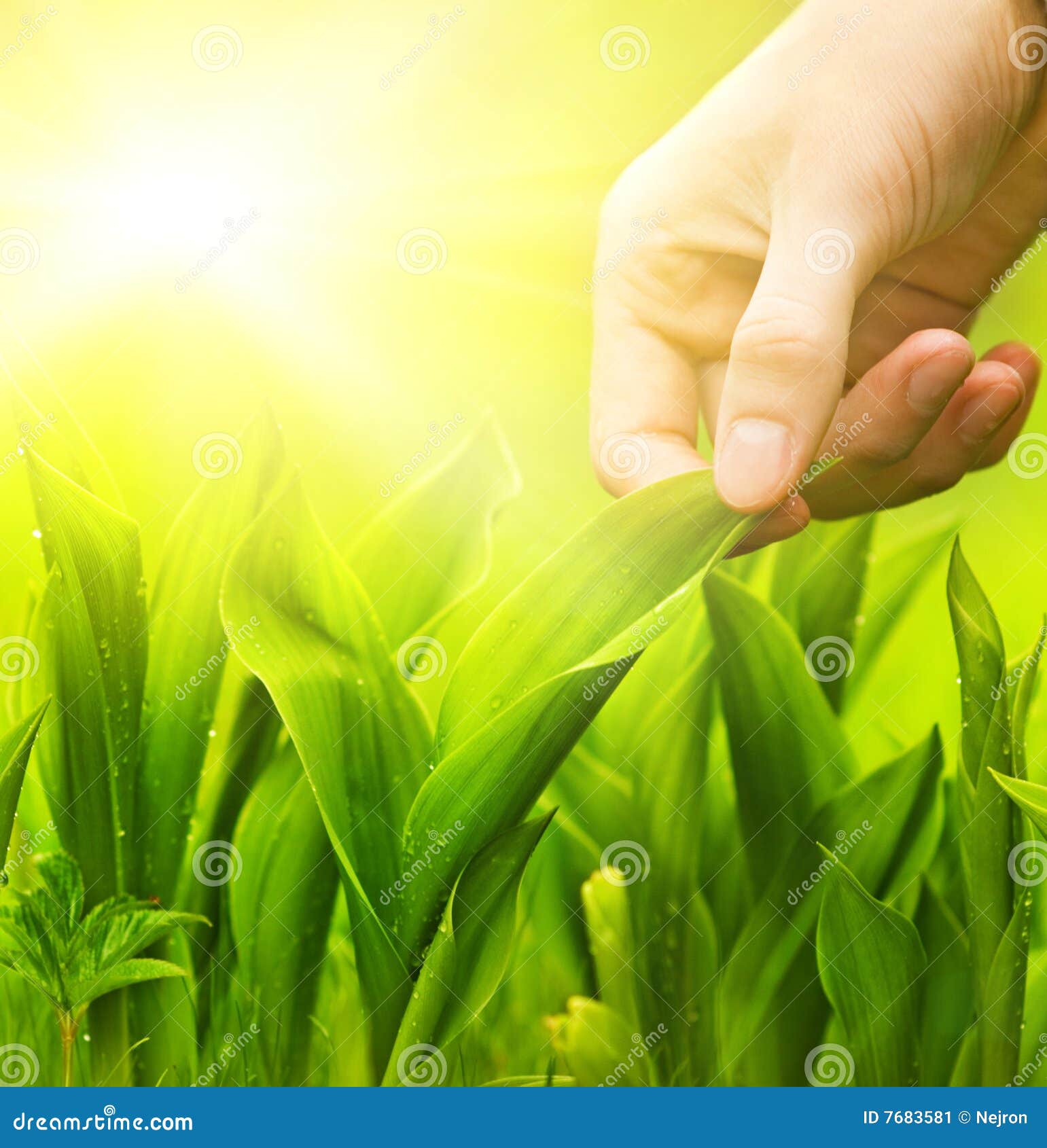 Person touching grass - Stock Image - F012/0423 - Science Photo Library