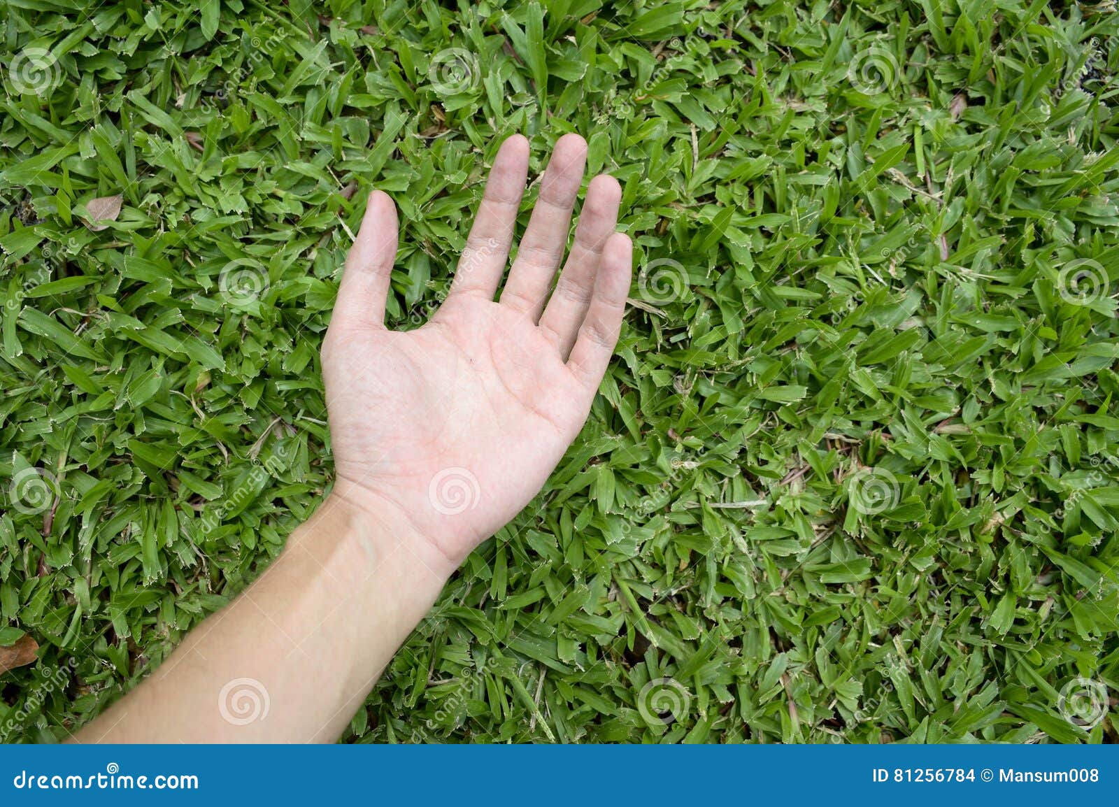 Person touching grass - Stock Image - F012/0423 - Science Photo Library