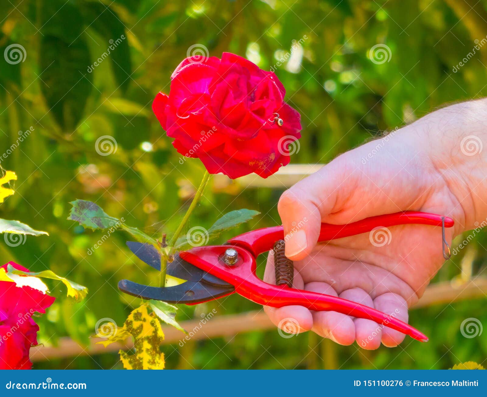 Hand Using a Shears in a Garden Stock Photo Image of trimming, season