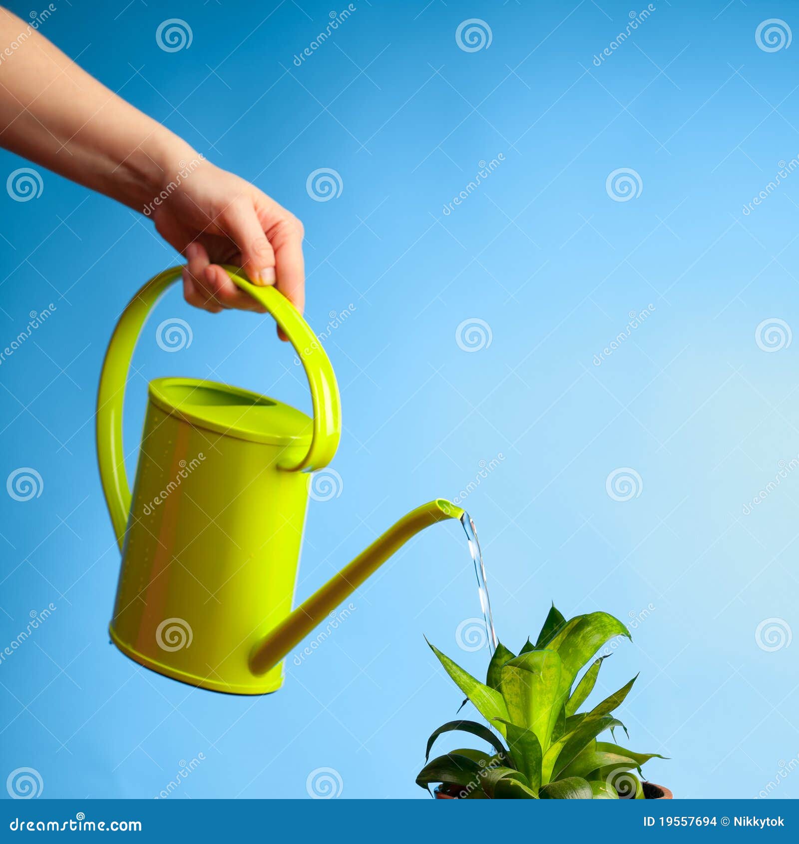 Hand watering a plant stock photo. Image of care, moisture 19557694