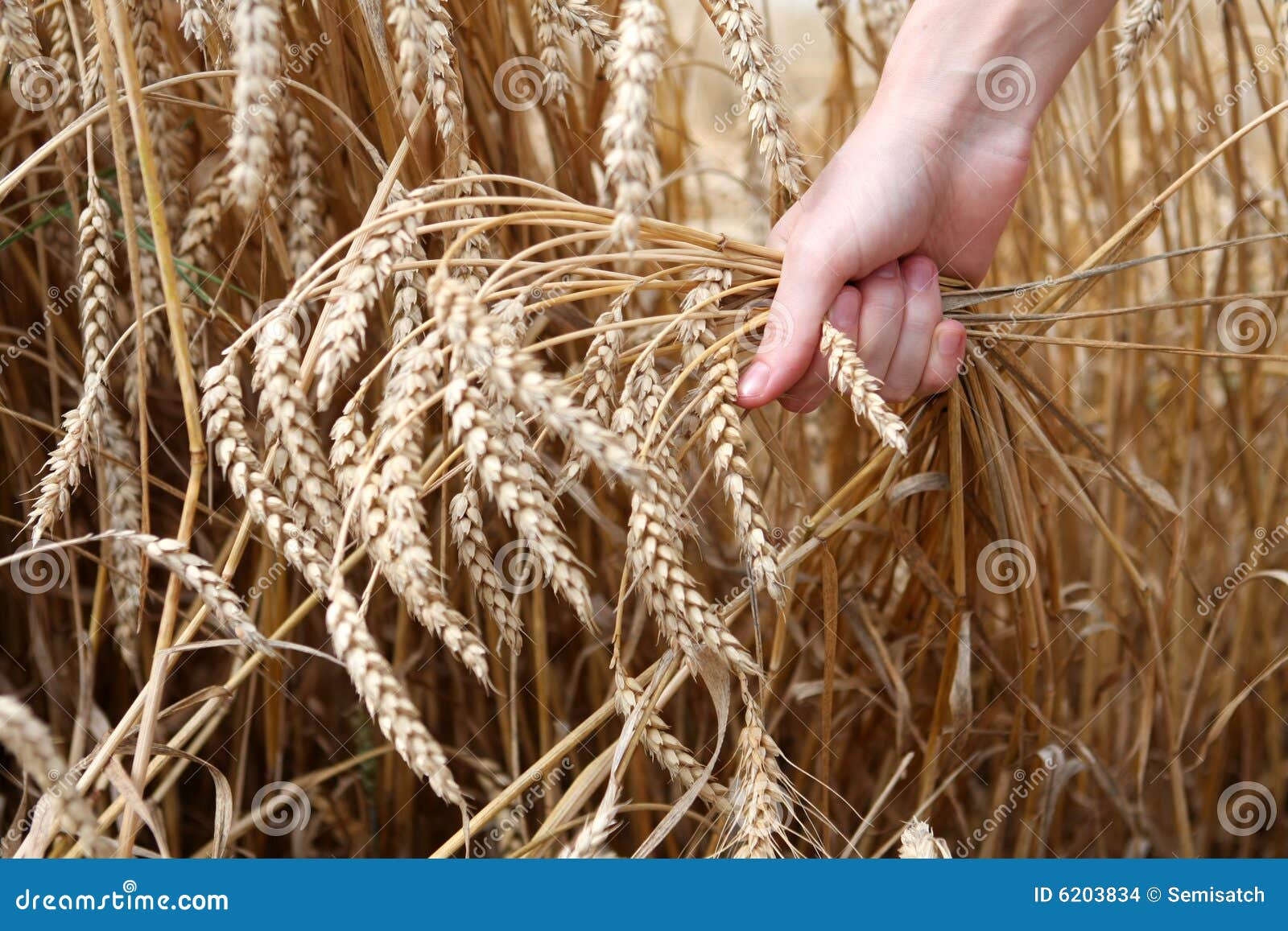 Hand in wheat field stock photo. Image of grain, farming 6203834
