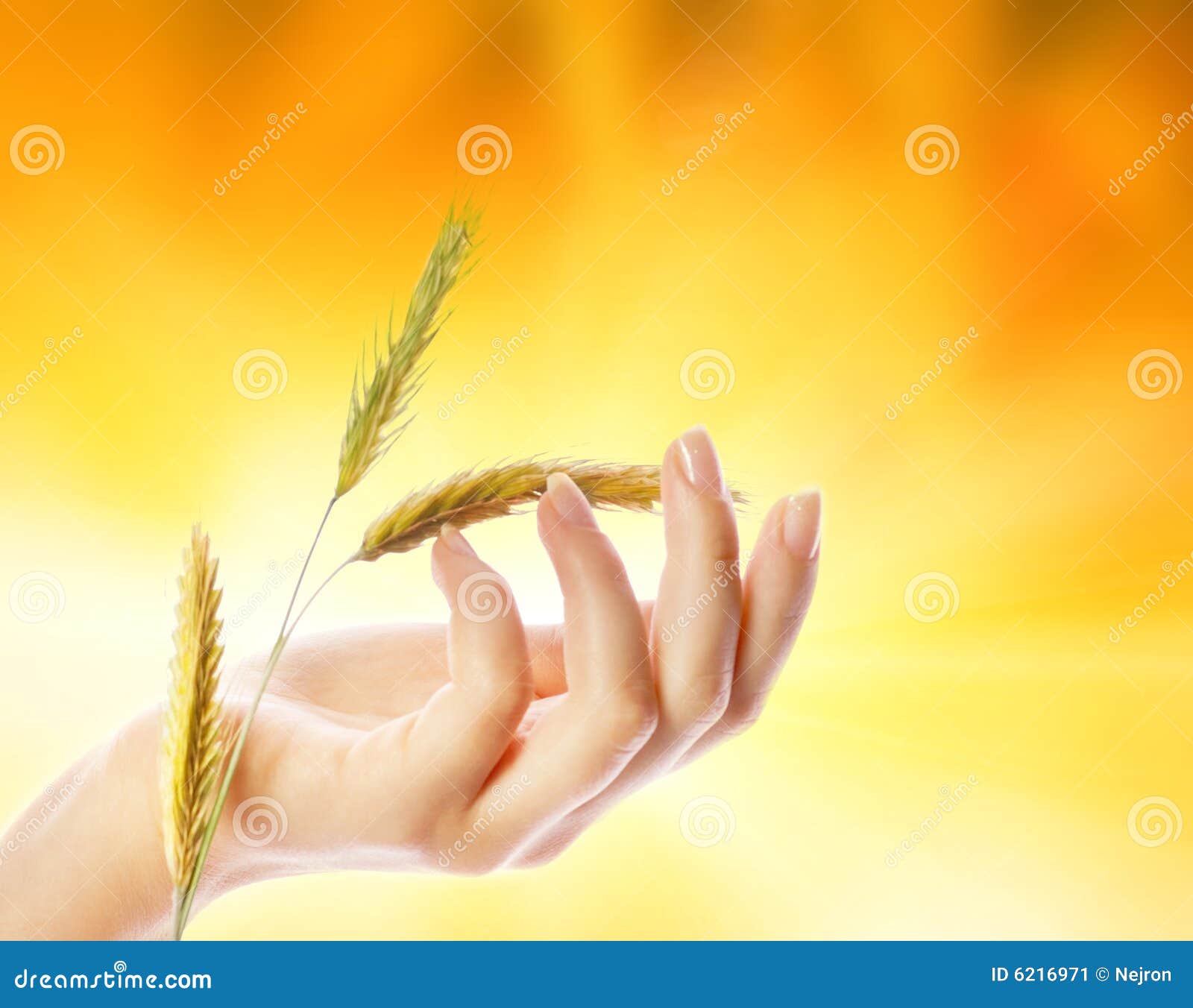 Hand with wheat herb stock image. Image of background 6216971
