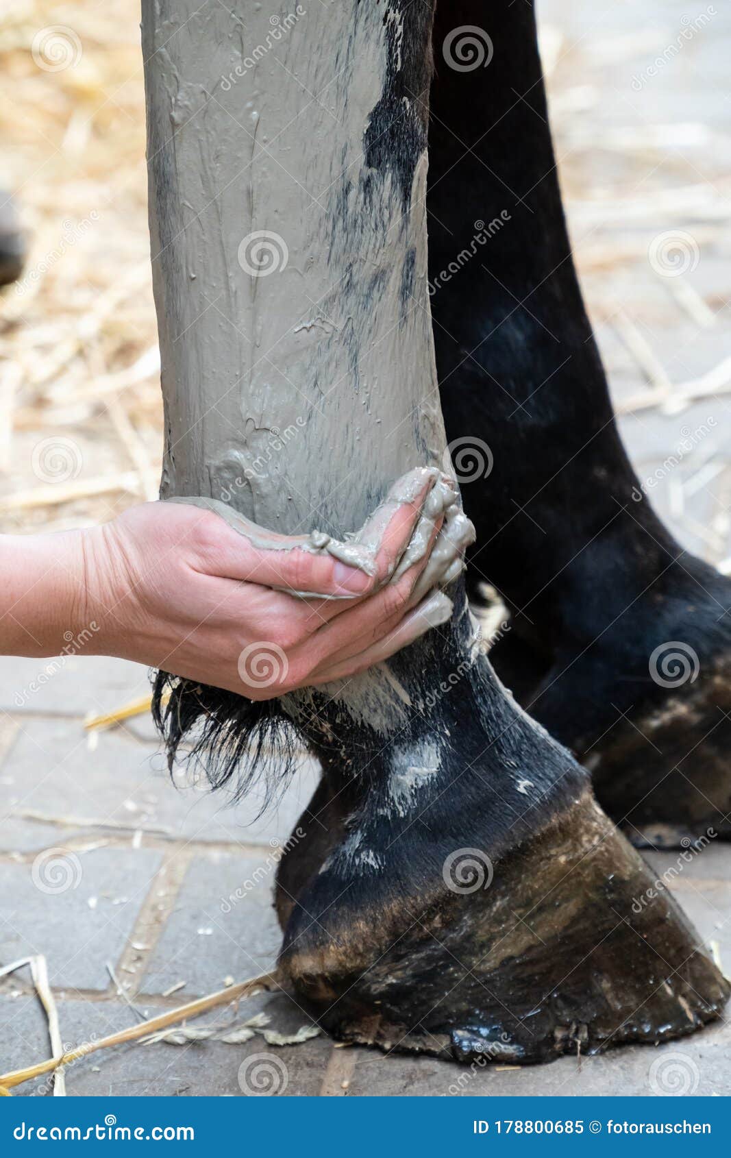 hand of a woman applying gray alumina clay paste to horse`s hind leg as medical treatment against tendinitis tendon inflammation