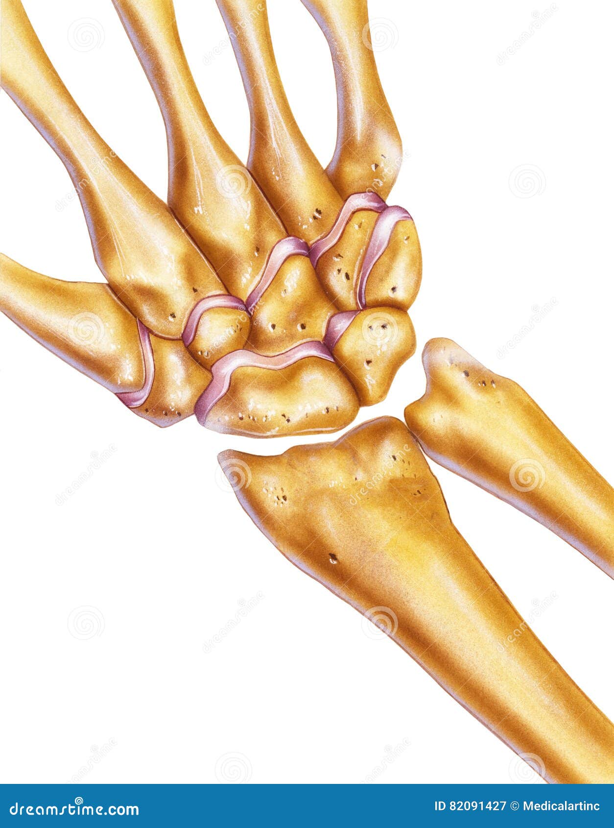 hand and wrist - bones & joints