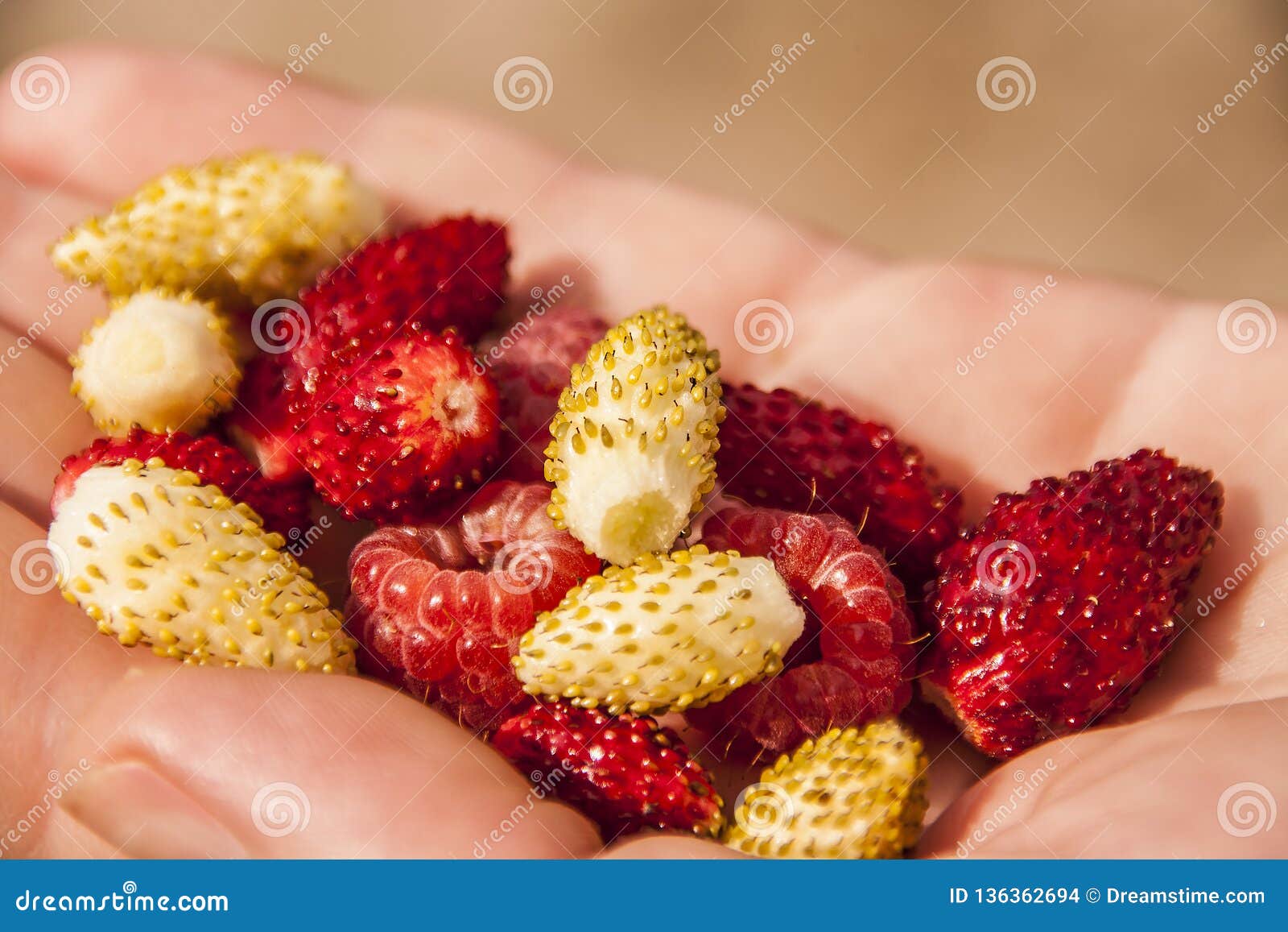 Handful of berries in hand stock photo. Image of healthy 136362694