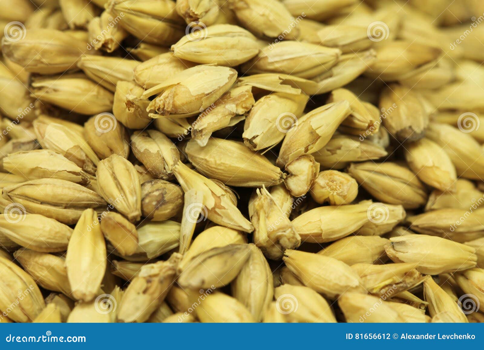 Grains Of Barley Grass In The Field Stock Image