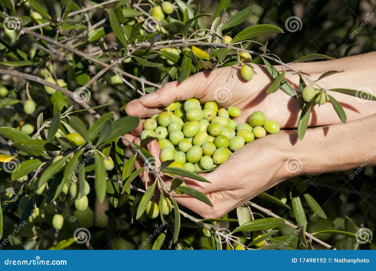 Handful of Green Olives by Tree Stock Photo Image of crop, healthful