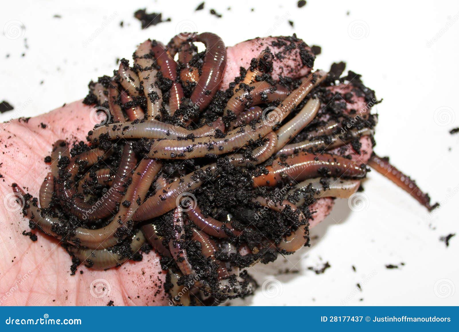 night crawler worms in open hand