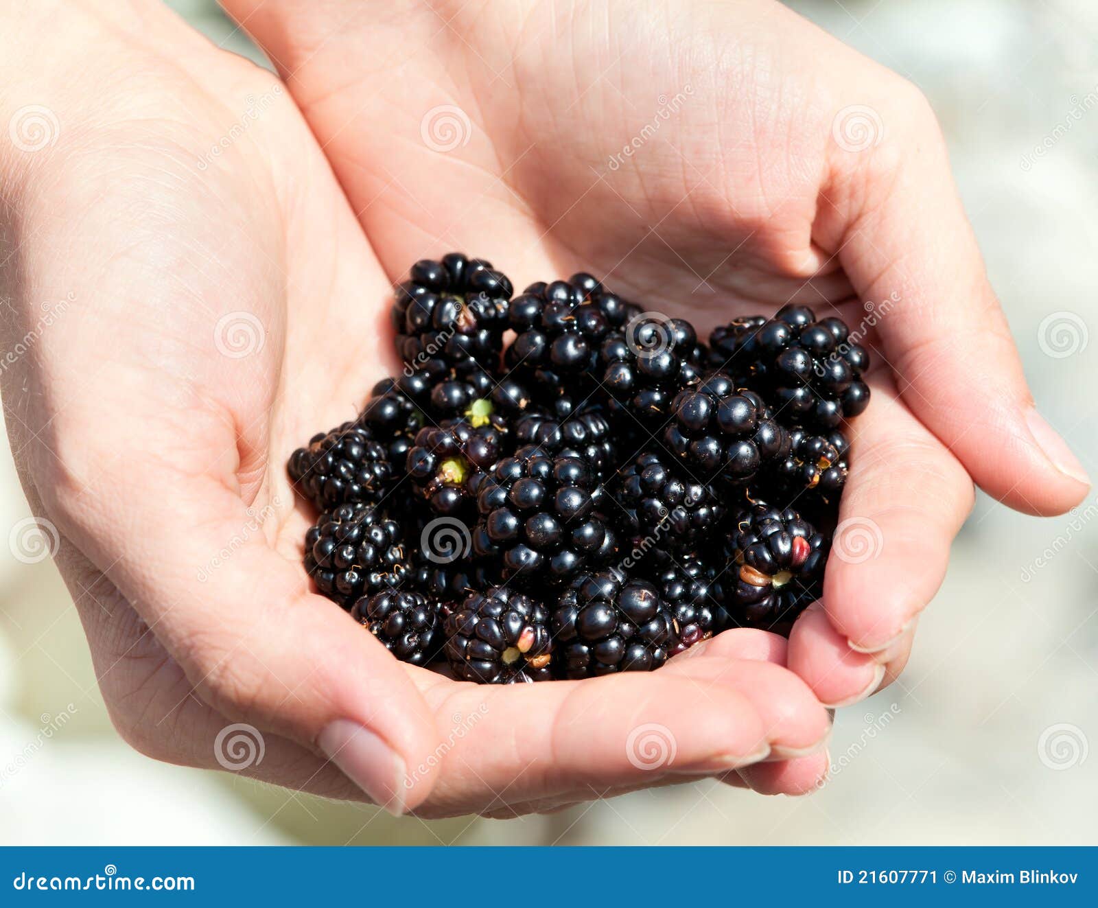 Handful of Ripe Blackberries in Hands Stock Image Image of organic