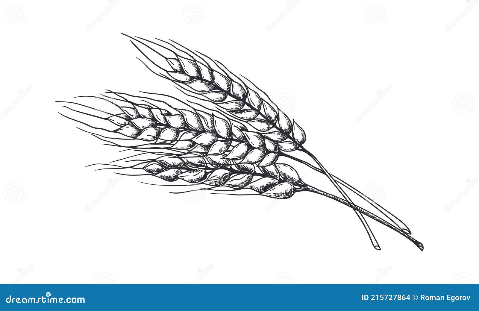 Handgezogener Weizen Realistisches Weizenohr Schwarz Weiss Skizze Einer Landwirtschaftlichen Pflanze Gerste Und Roggen Ernte Vektor Abbildung Illustration Von Gluten Bauernhof 215727864