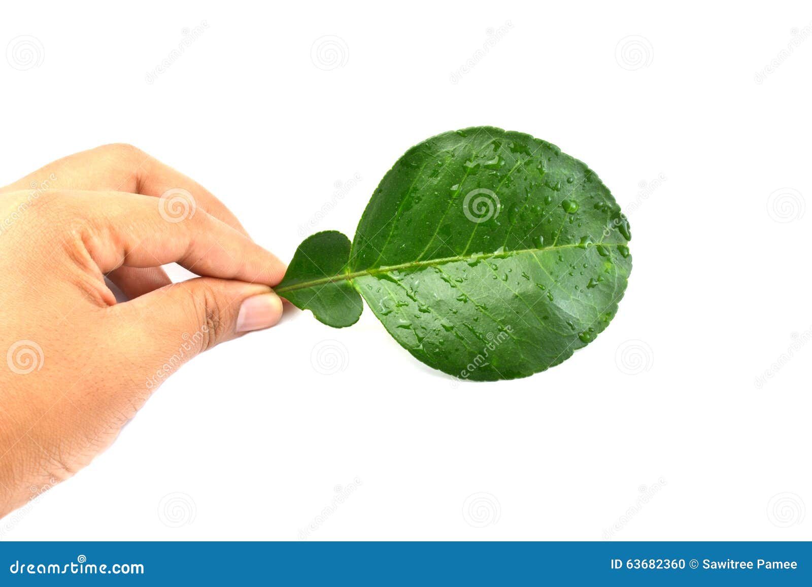 Pomelo leaves