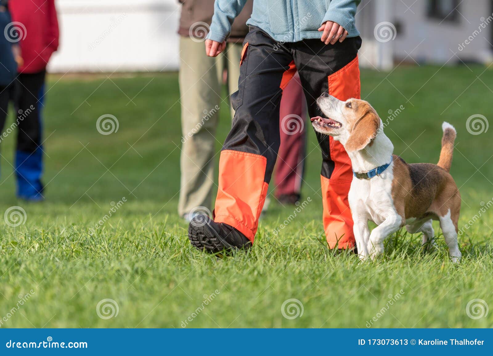 heelwork dog training