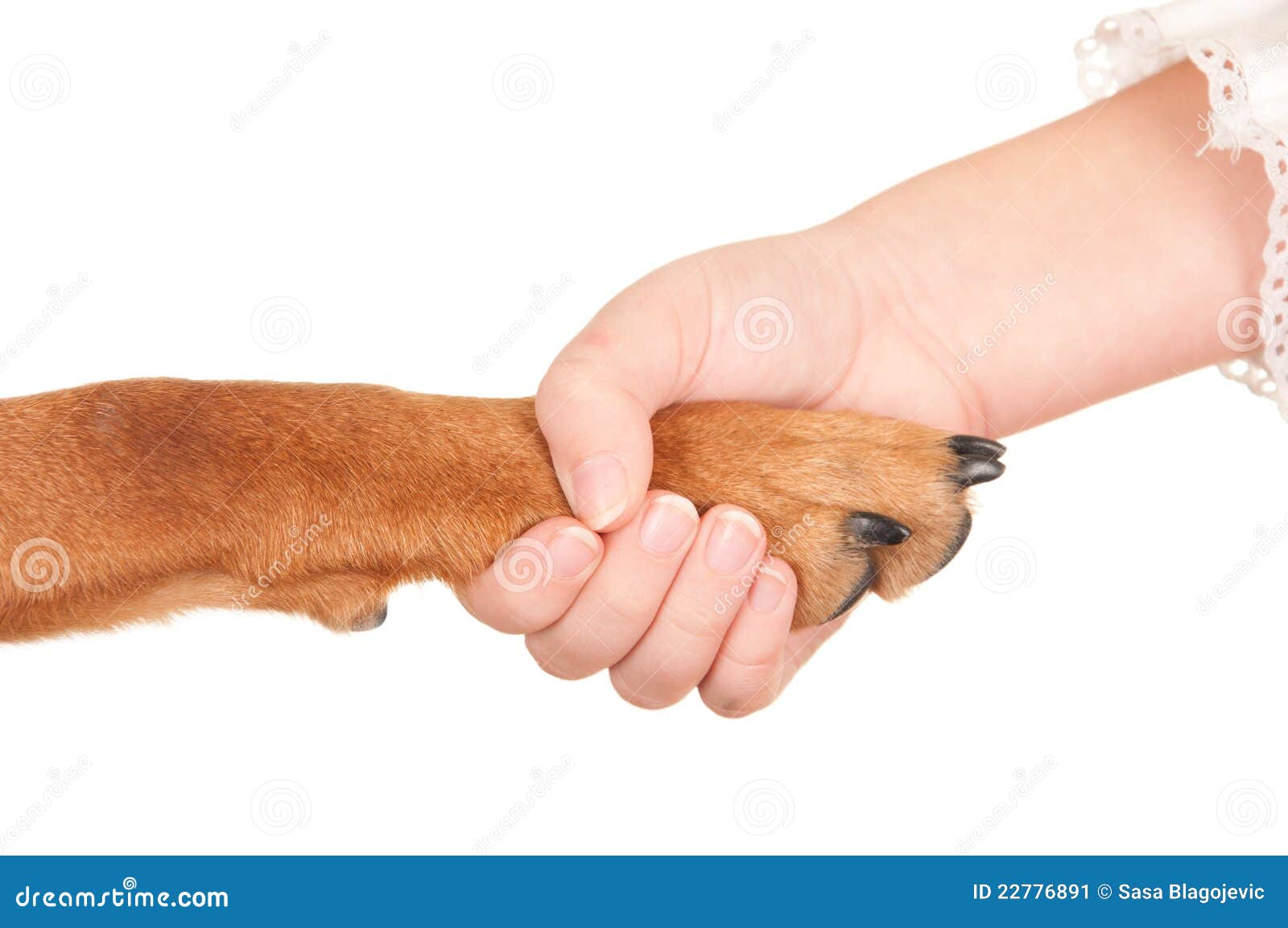 Handling of the Dog and Man Stock Image Image of paws, association