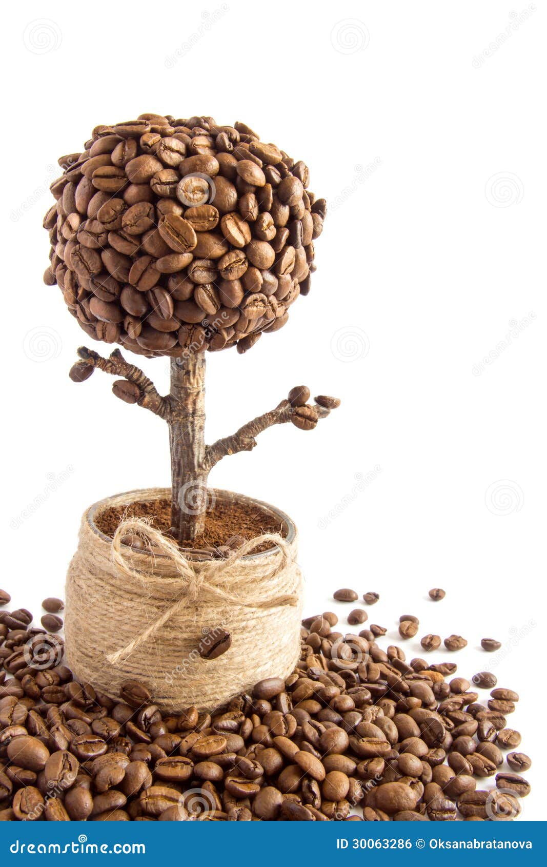 Young Coffee Trees Conilon Robusta Coffea Stock Photo 2347630213