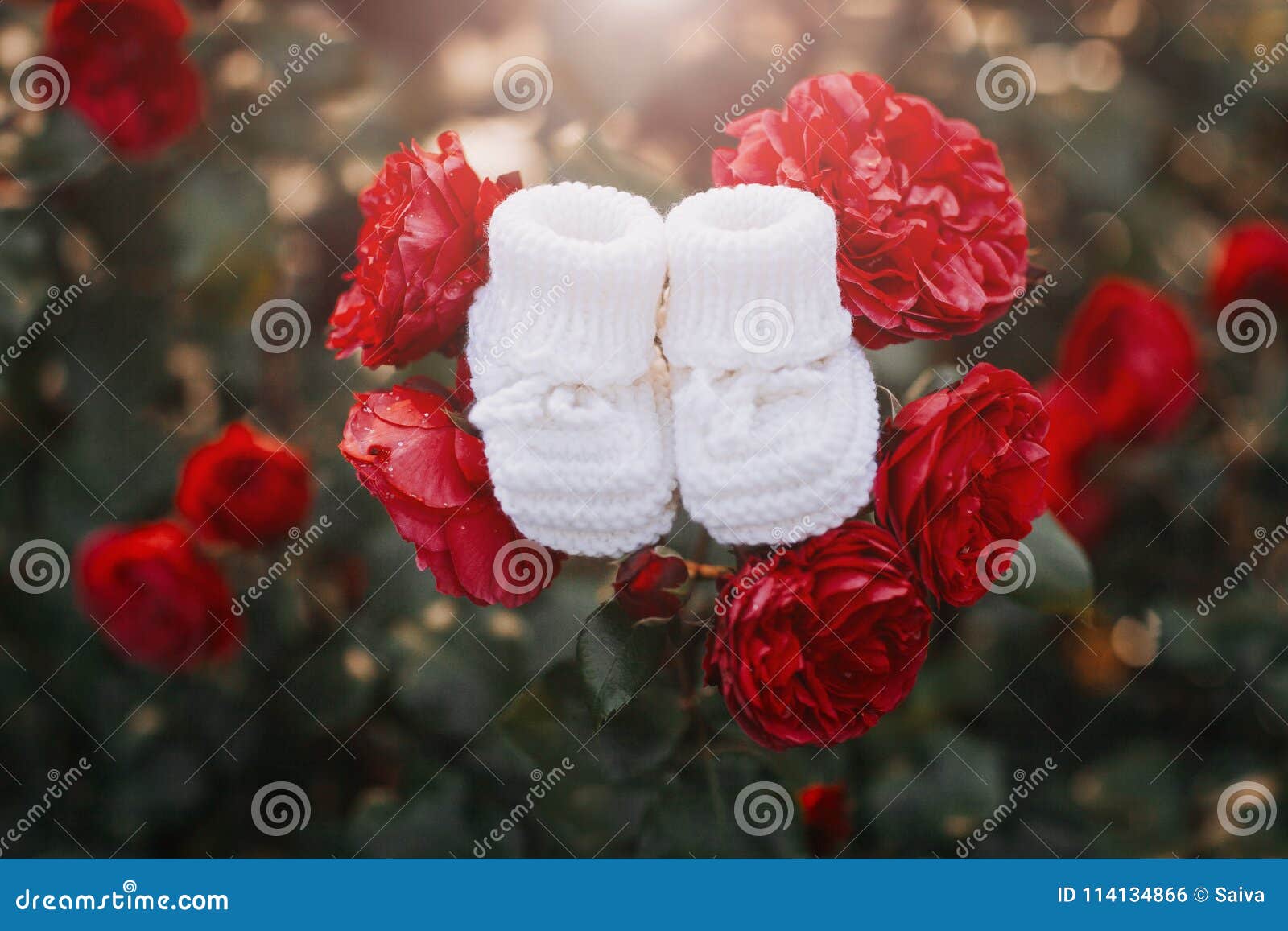 Handmade White Booties for Newborn Baby Placed on the Red Roses. Stock ...