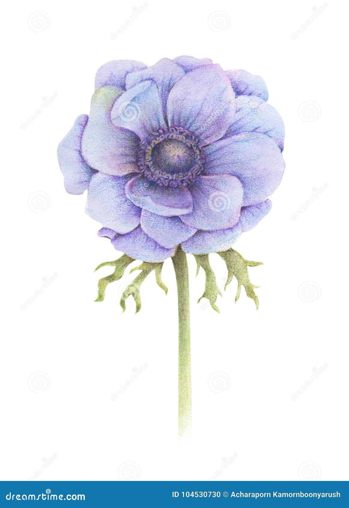 handpainted watercolor anemone flower