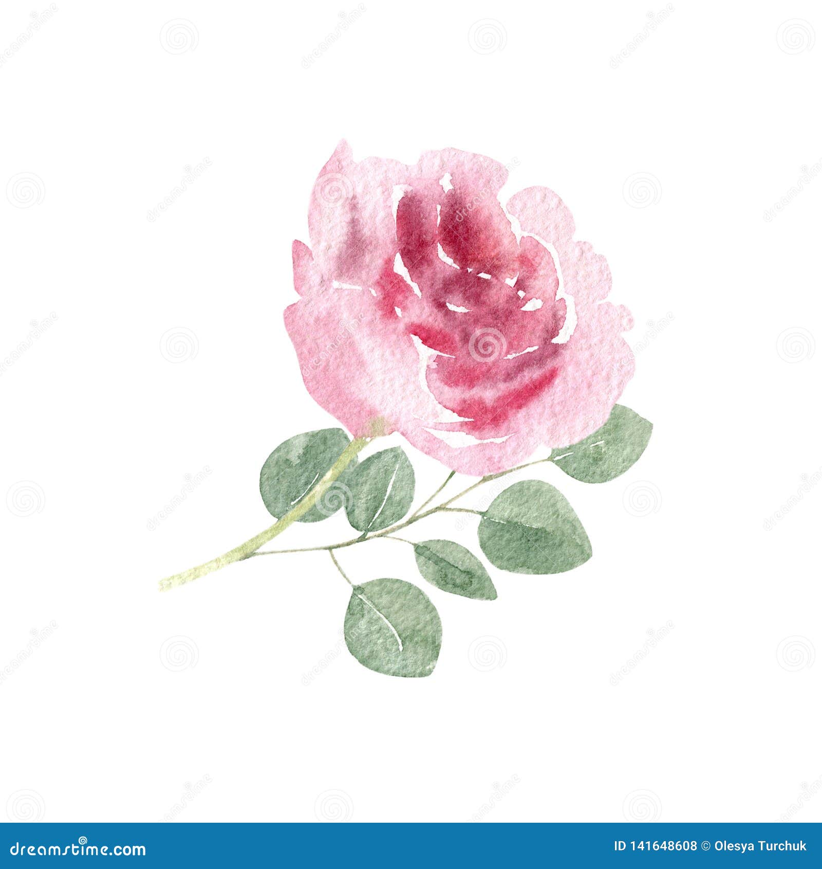 Handpainted Watercolor Rose and Eucalyptus Stock Illustration ...