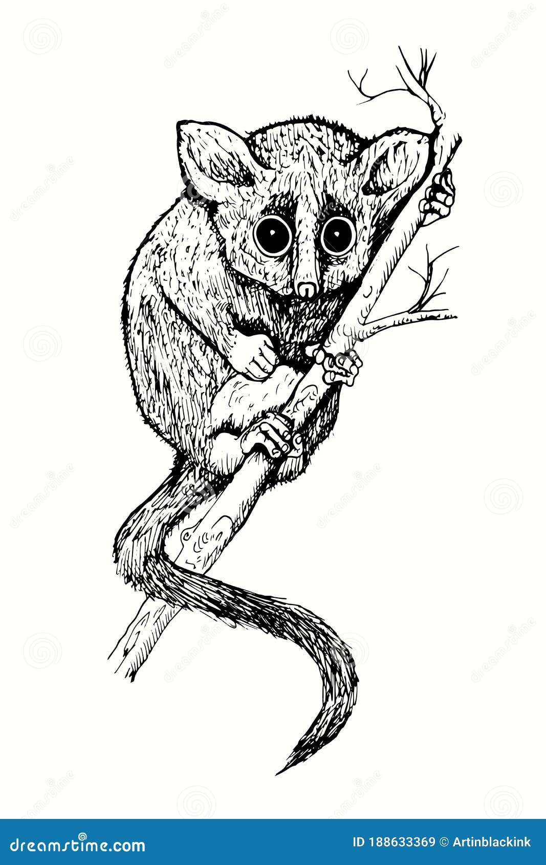 Skarporn - Handritad Pygmy Mus Lemur Microcebus Myoxinus Peters Mus Eller Dormus Lemur  PÃ¥ GrenrÃ¶r. Vektor Illustrationer - Illustration av teckning, dormus:  188633369