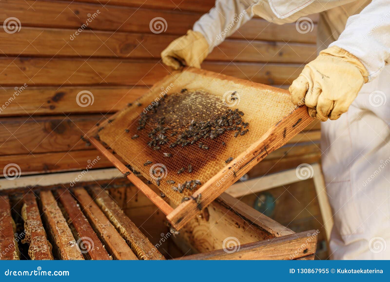 hands of beekeeper pulls out from the hive a wooden frame with honeycomb. collect honey. beekeeping concept