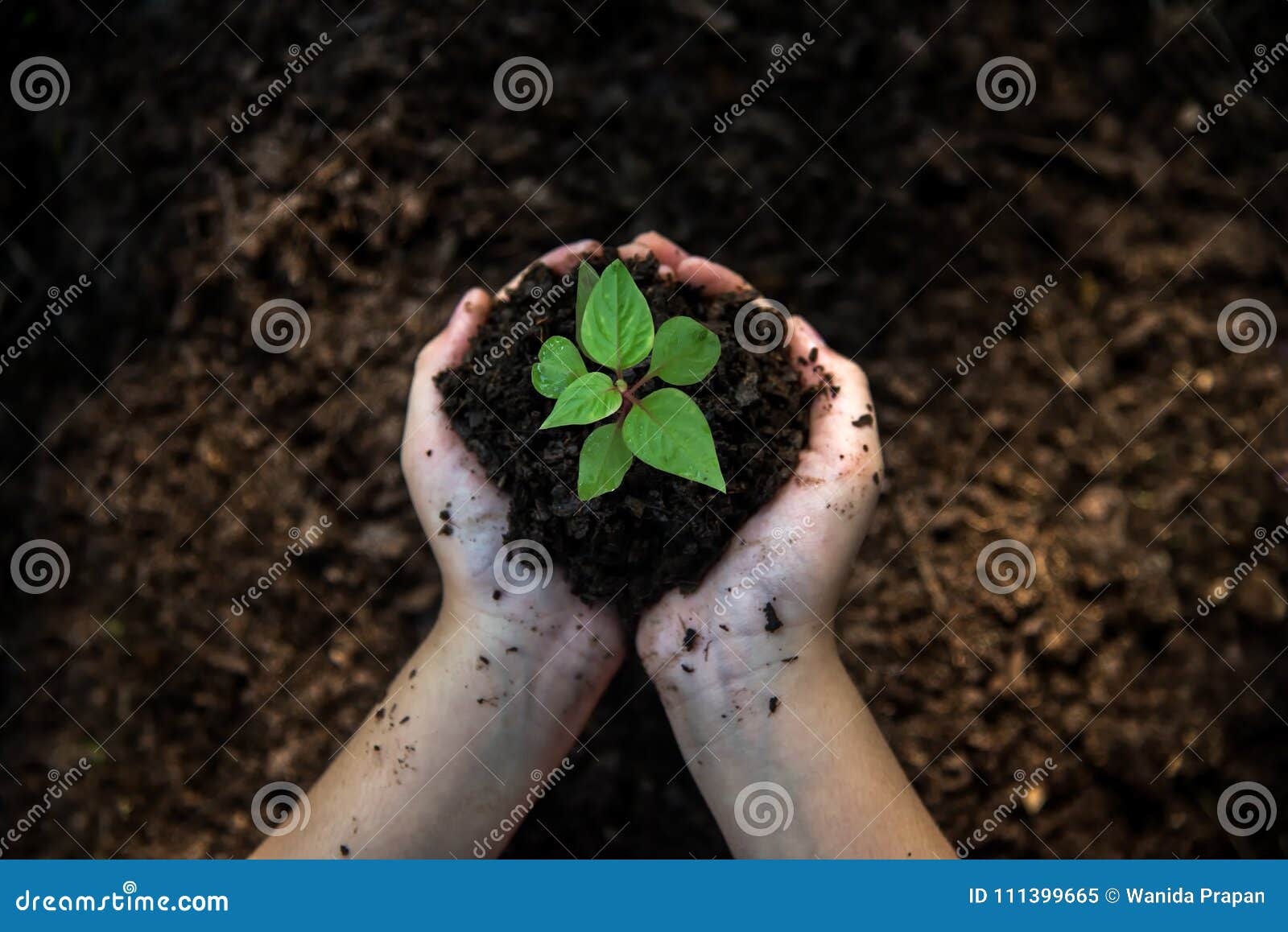 hands child holding young plants on the back soil in the nature park of growth of plant