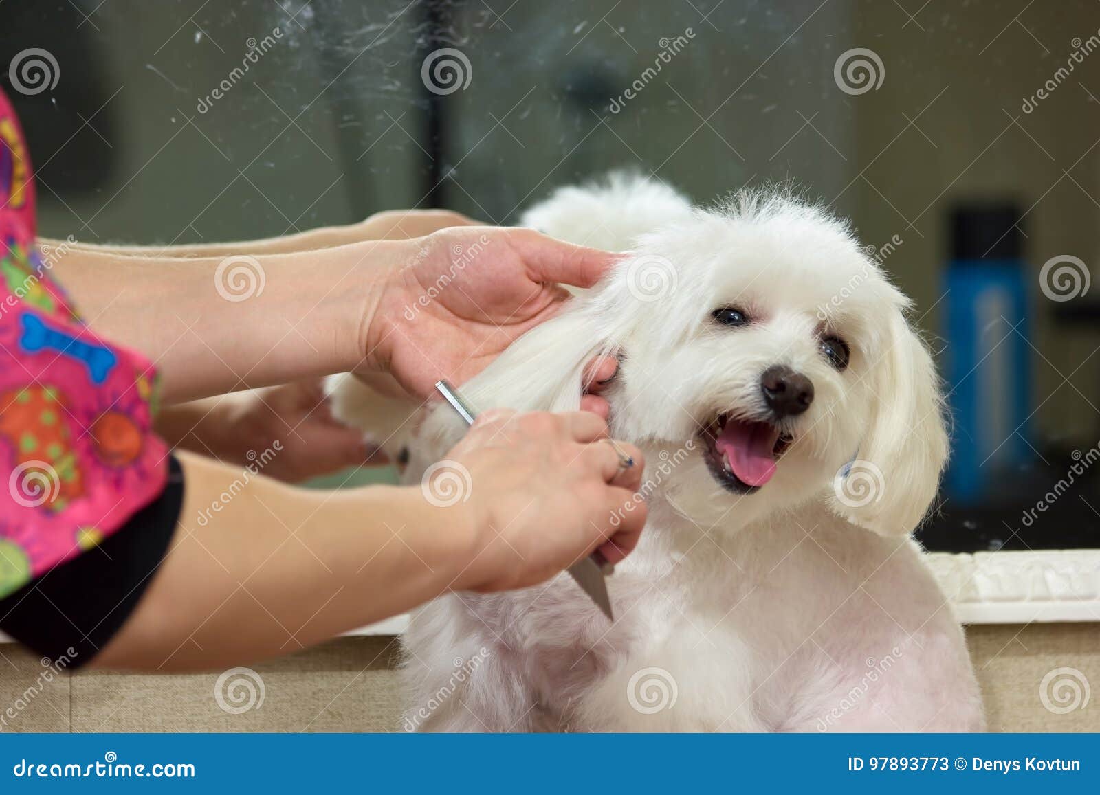 Maltese brush cheap