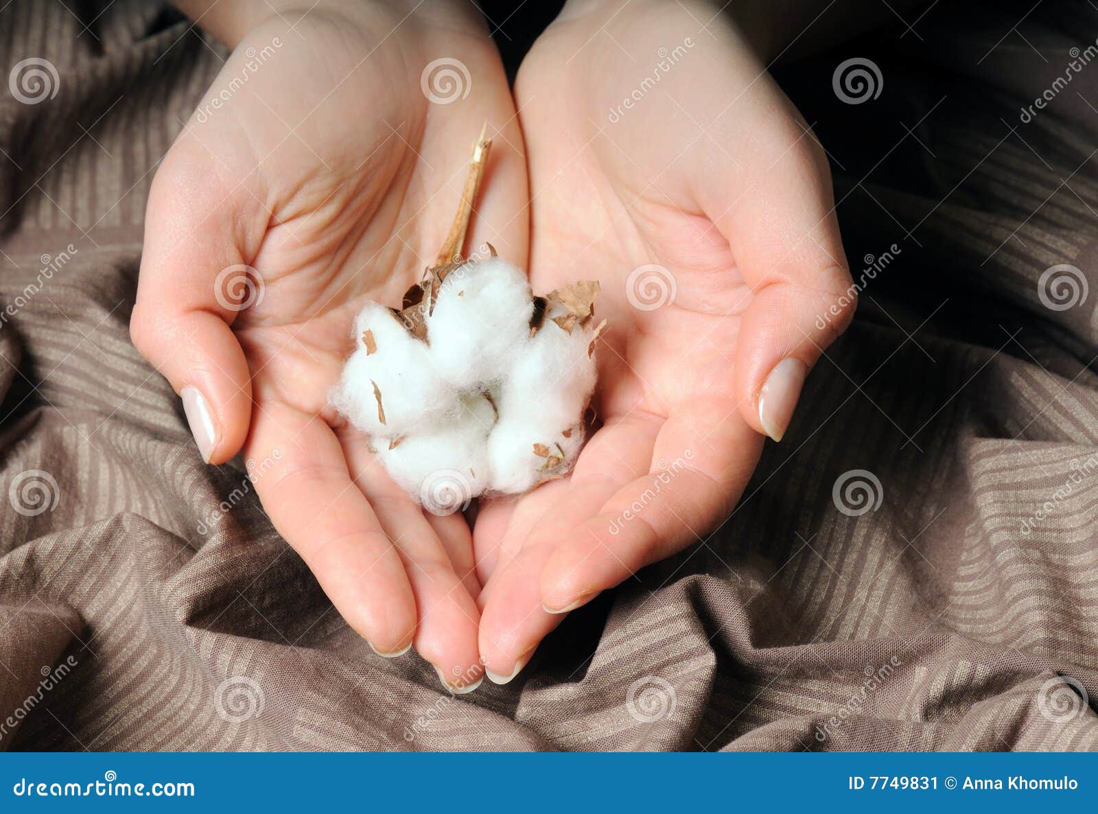 Hands with cotton stock image. Image of soft, close, macro 7749831