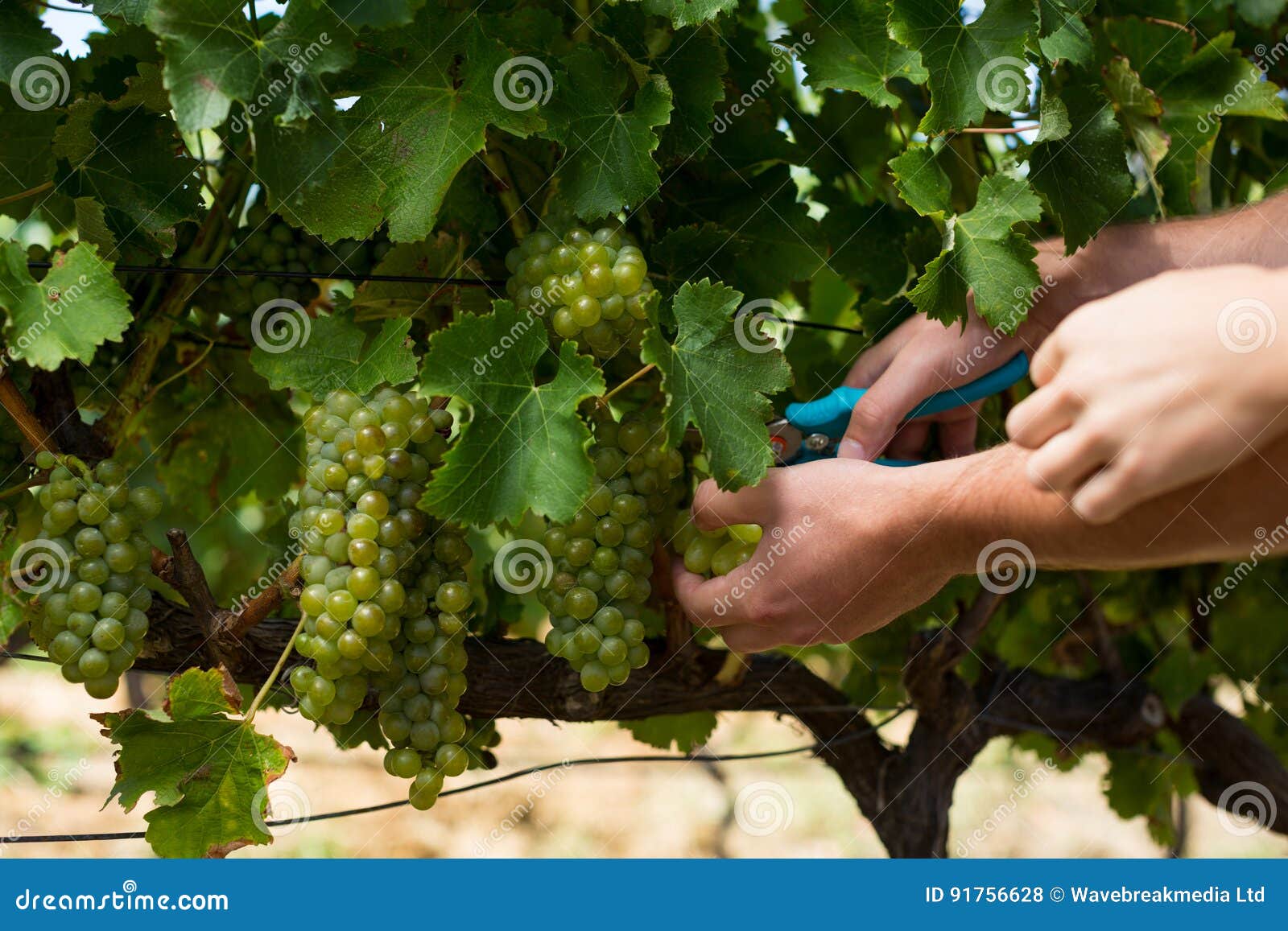 Hands of Couple Using Pruning Shears at Vineyard Stock Photo Image of