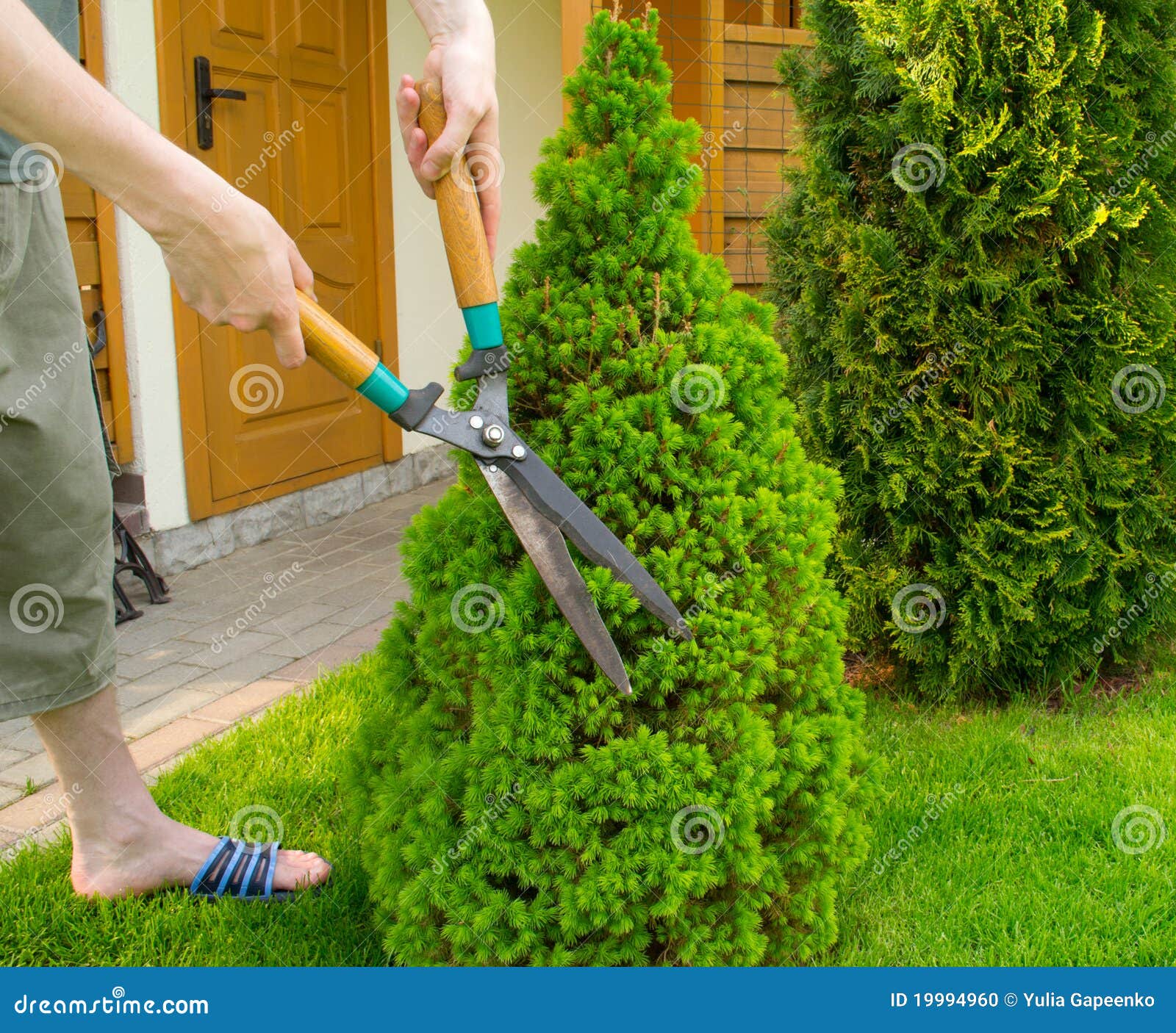 Hands are Cut Bush Clippers Stock Photo Image of occupation, garden