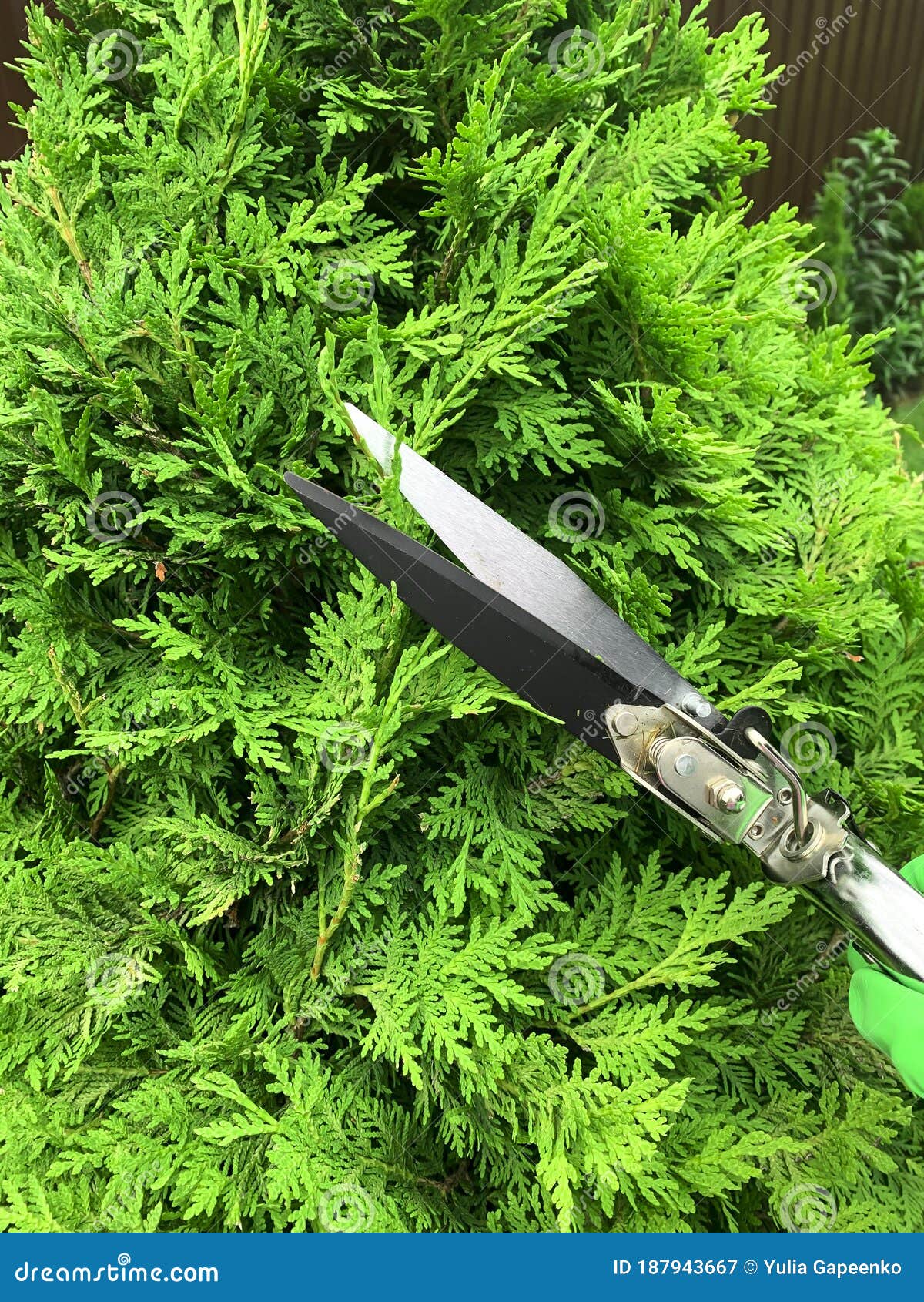 Hands are Cut Bush Clippers in Garden Stock Image Image of tools