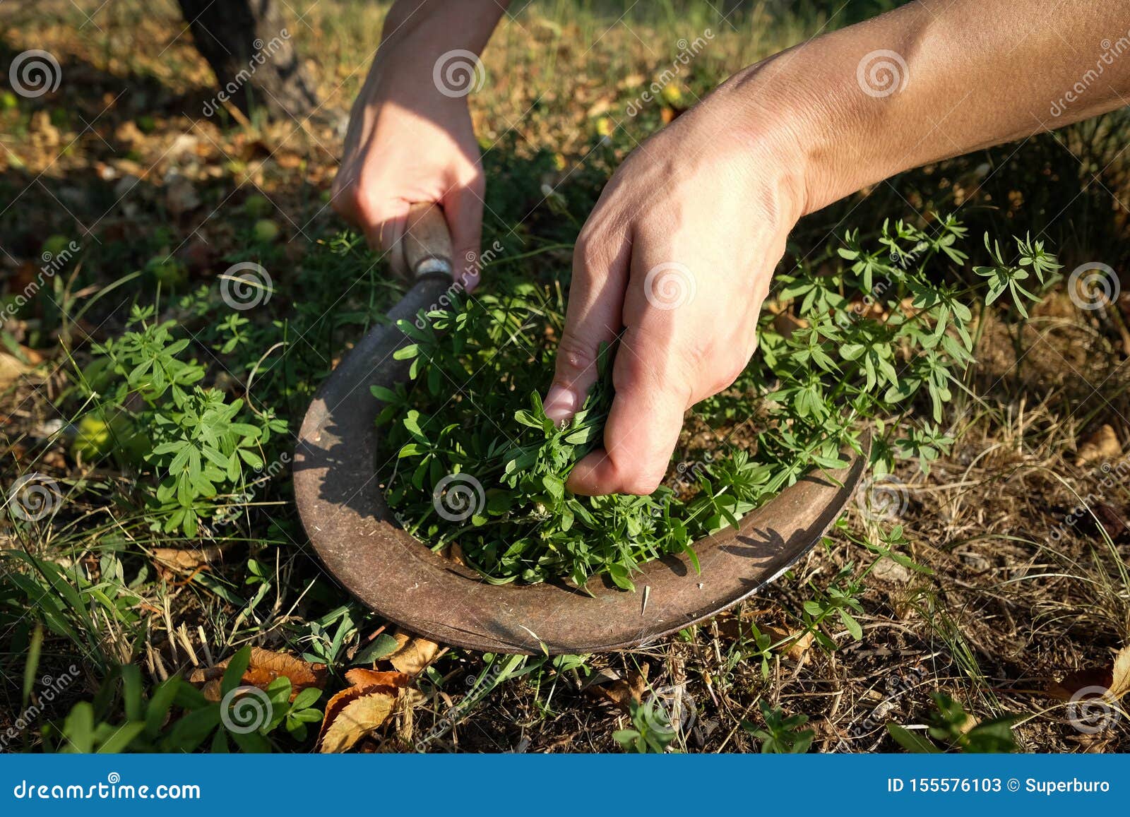 Hands Cutting Green Grass with Rusty Sickle Stock Image Image of