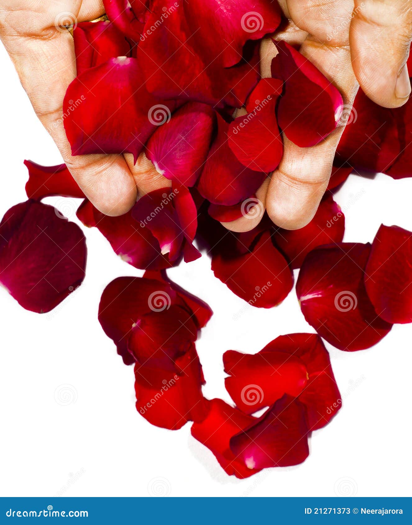 Hands dropping rose petals stock image. Image of luxury 21271373