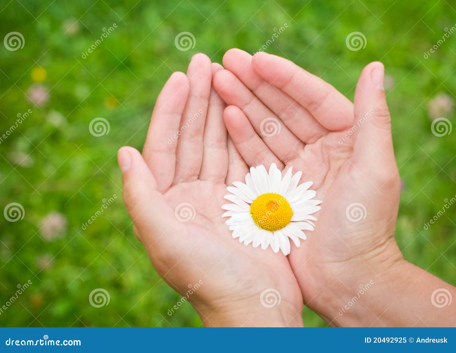 Hands with flower stock image. Image of growth, natural 20492925
