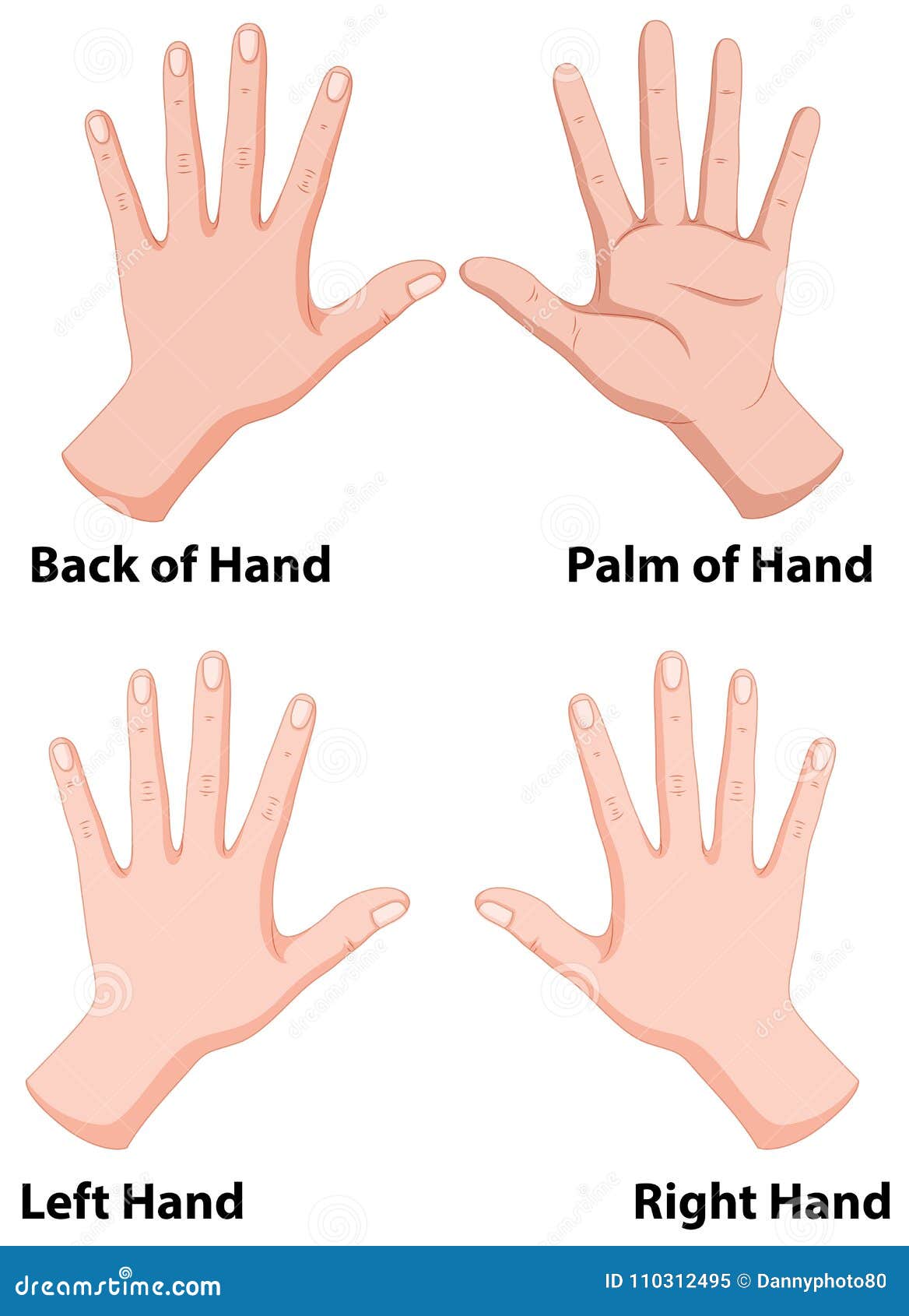 Hands in four positions stock vector. Illustration of education - 110312495