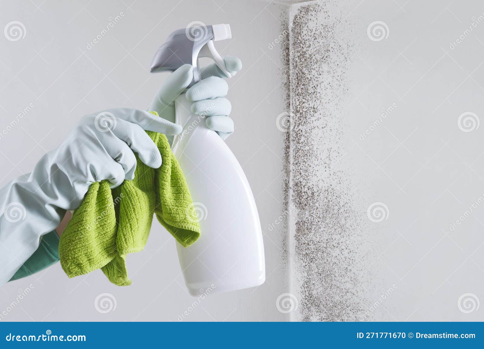 hands with glove and spray bottle  on wall with mold. eliminate mold with specialized anti-mold products. search cleaning