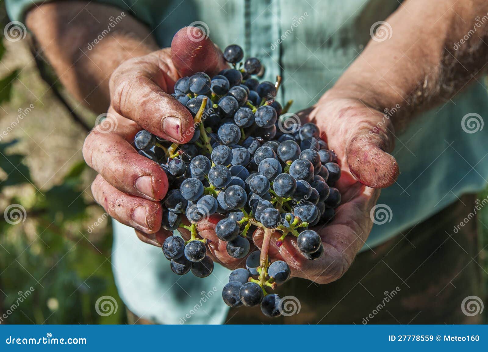 Hands with grapes stock image. Image of winegrowing, agriculture 27778559