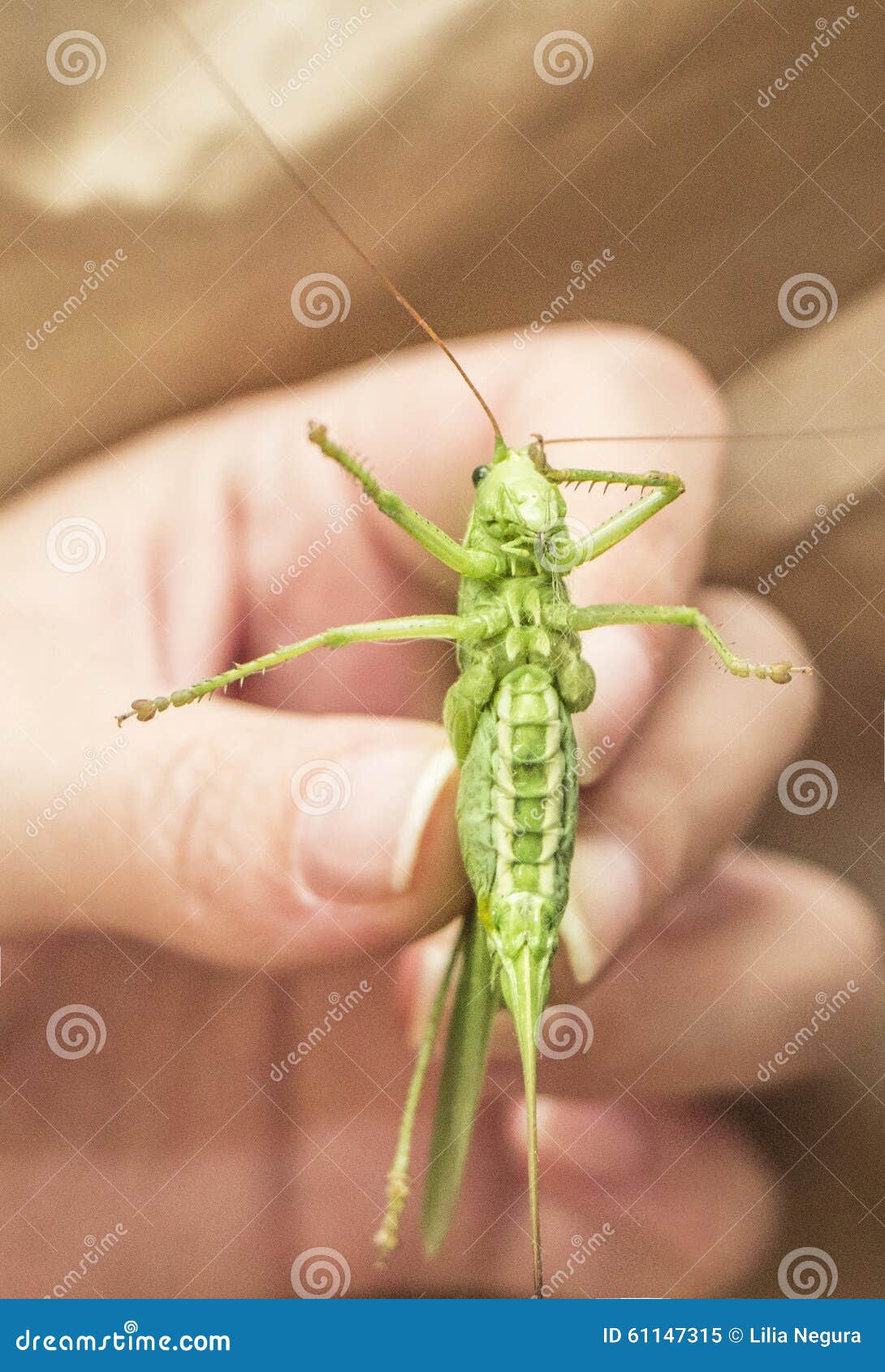 Hands. stock image. Image of insects, procesing, green 61147315