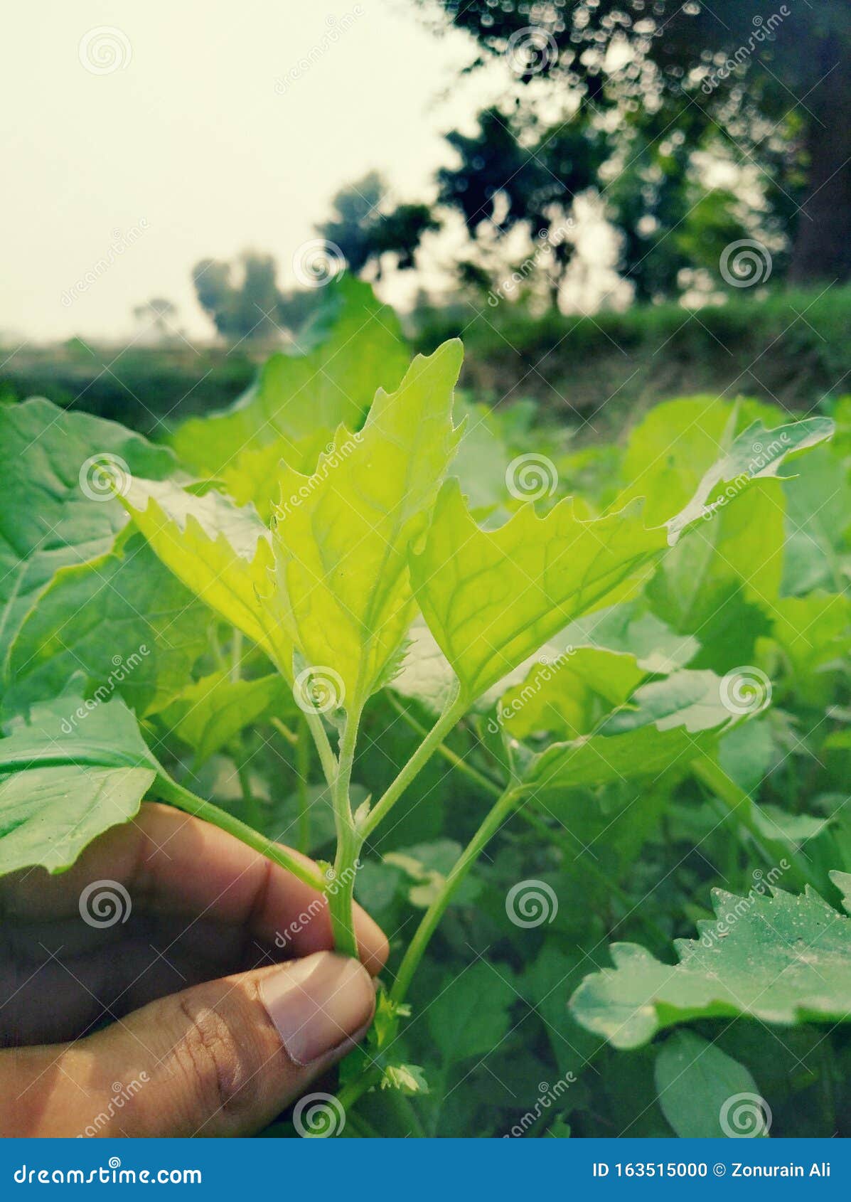 Hands Green Leaf Review Lucky Days Stock Photo Image of hands, lucky