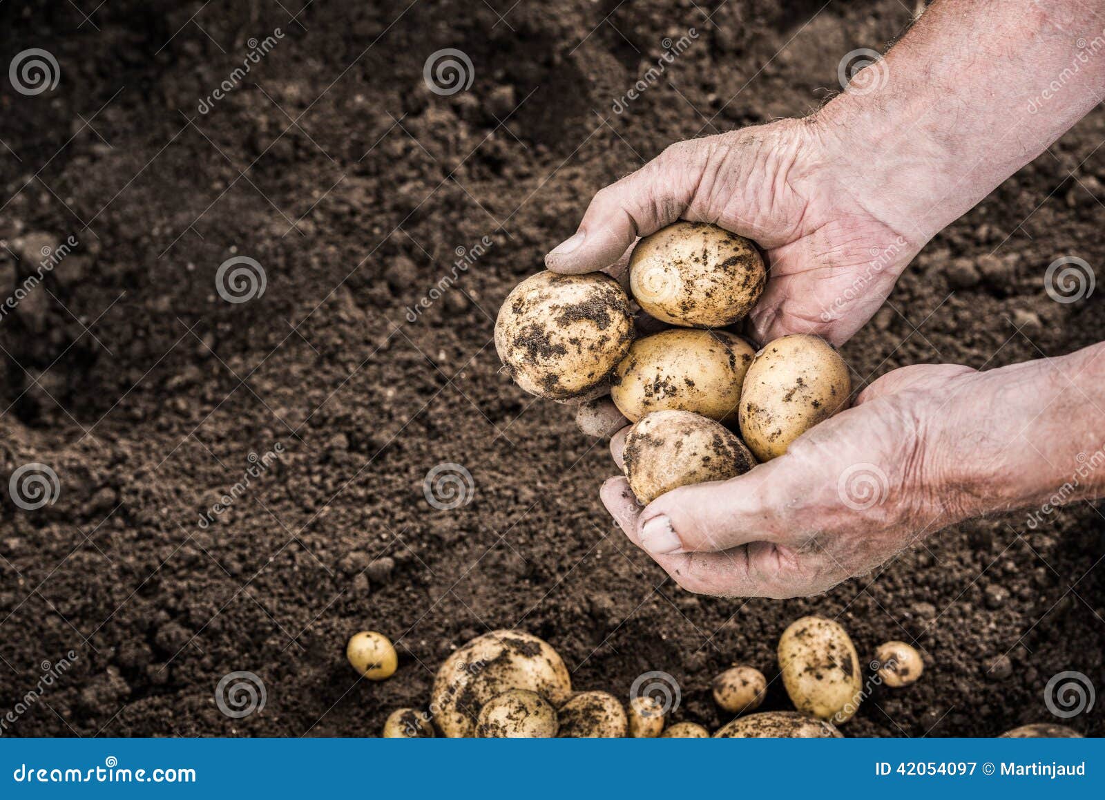 Hands Harvesting Fresh Potatoes from Garden Stock Image Image of