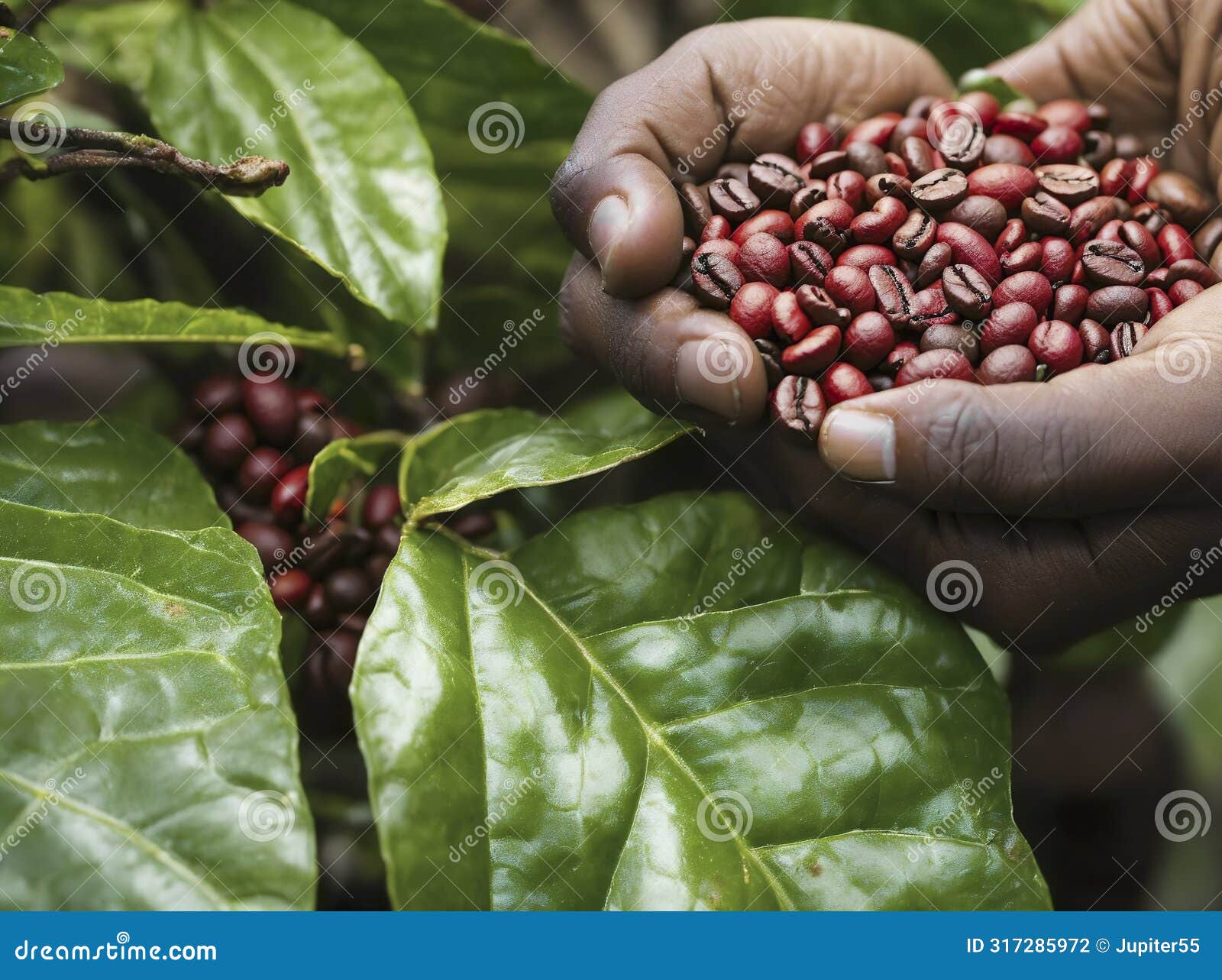 hands hold brown roasted coffee beans. harvesting coffee beans field plantation hand picking in farm. harvesting robusta and