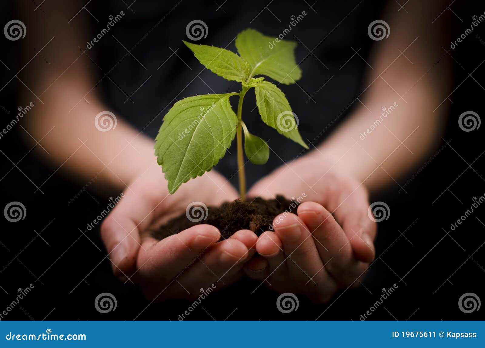 hands holding baby plant or growth and development