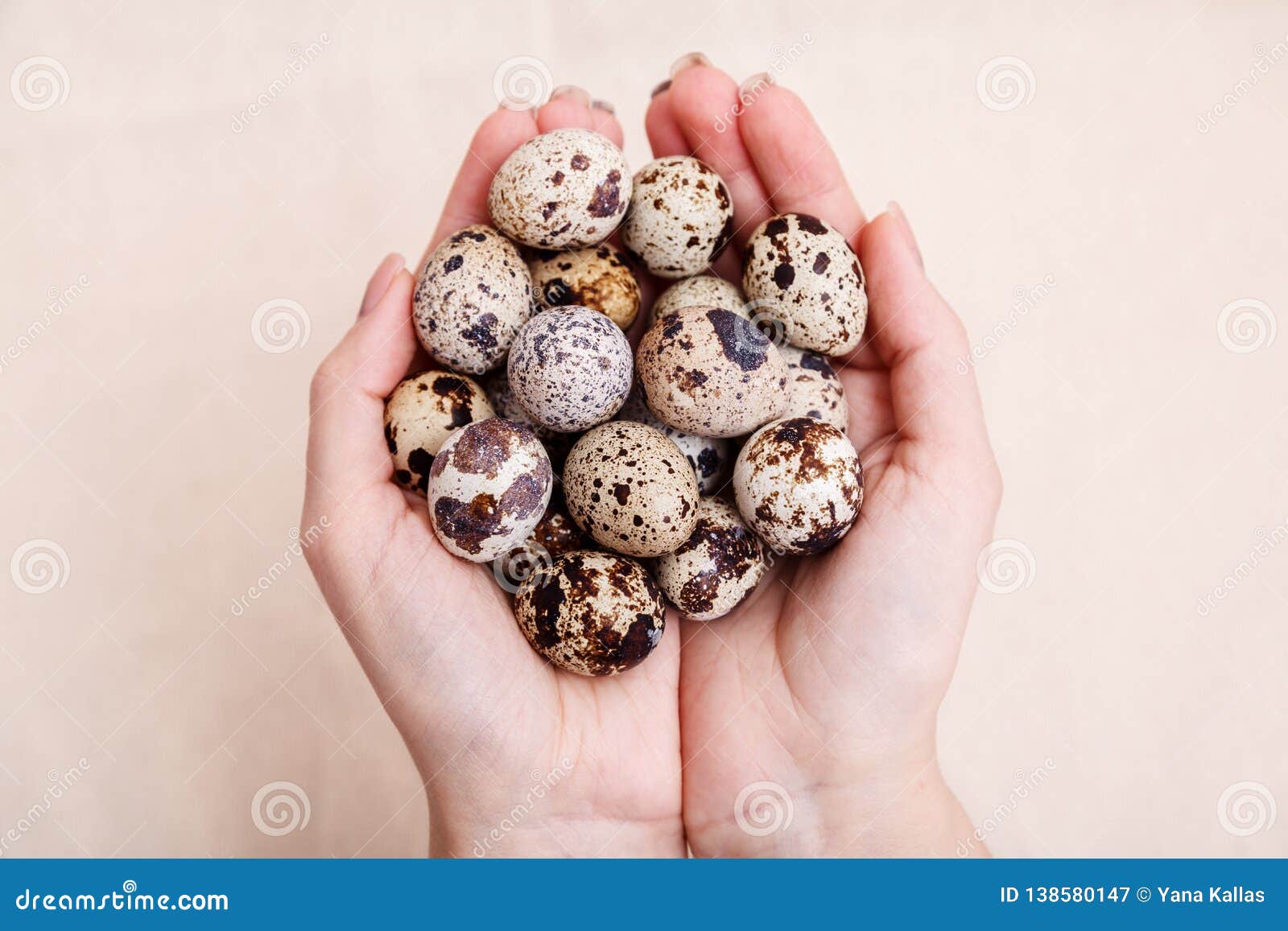 Hands Holding A Bunch Of Quail Eggs Quail Eggs Easter Take On Hand Fresh Quail Eggs In Palms Close Up Stock Image Image Of Eggshell Closeup 138580147