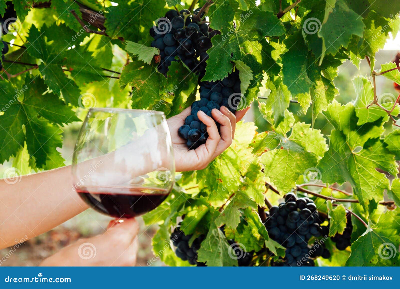 Hands Holding Dark Grapes and a Glass of Red Wine Stock Photo Image