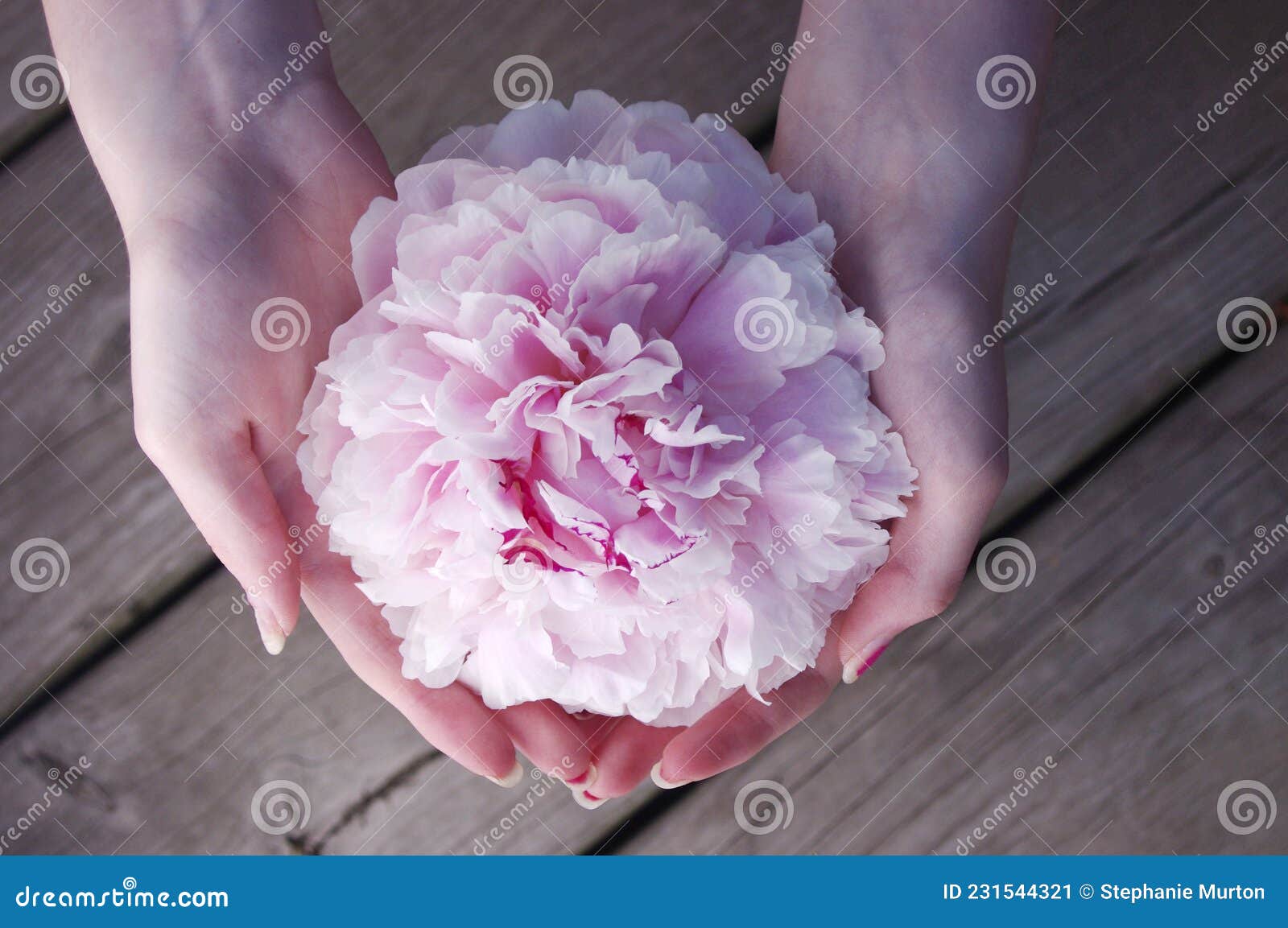 Hands Holding Full Pink Peony Flower Bloom Stock Image Image of bunch, hands 231544321